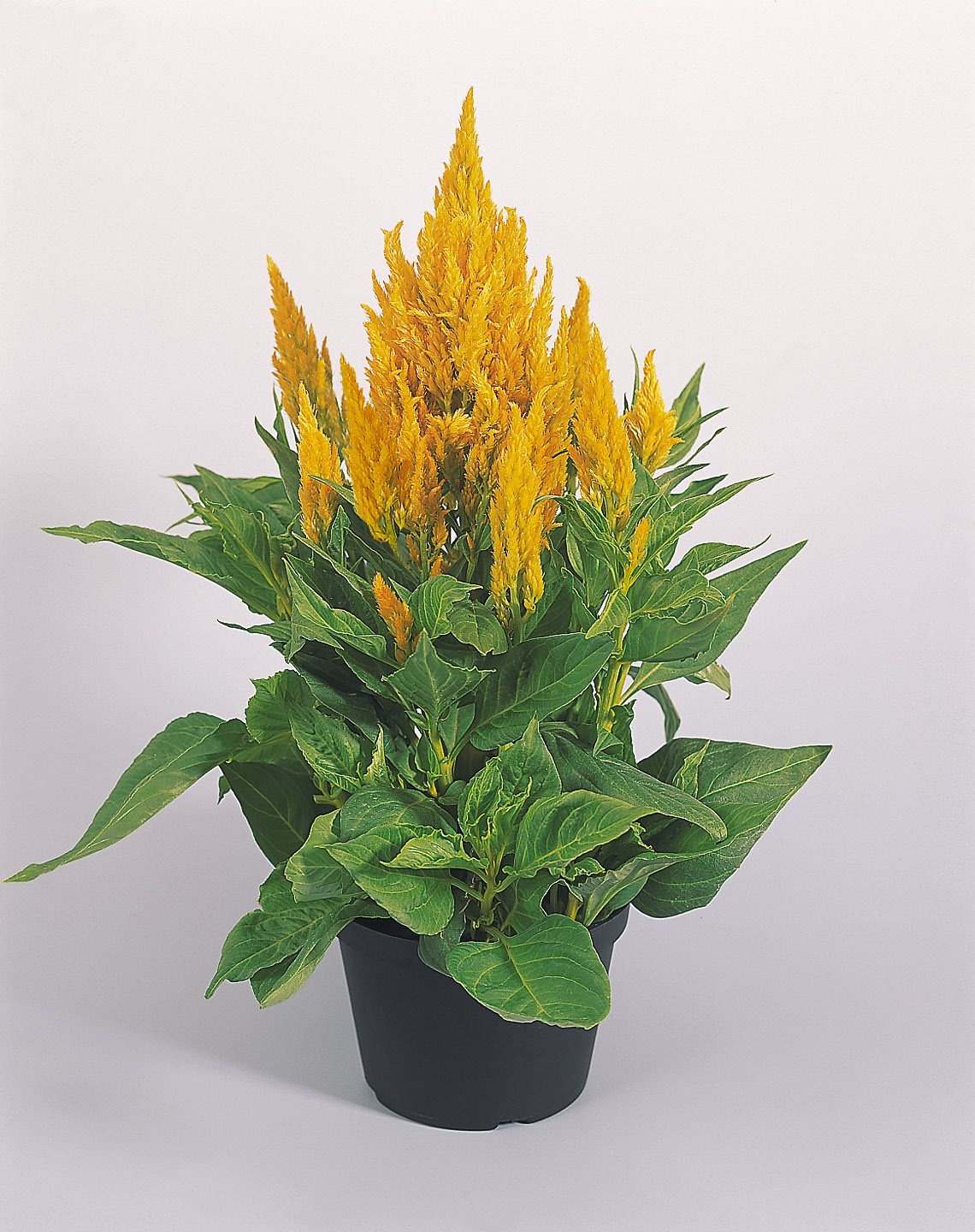 Celosia plumosa Fresh Look Gelb