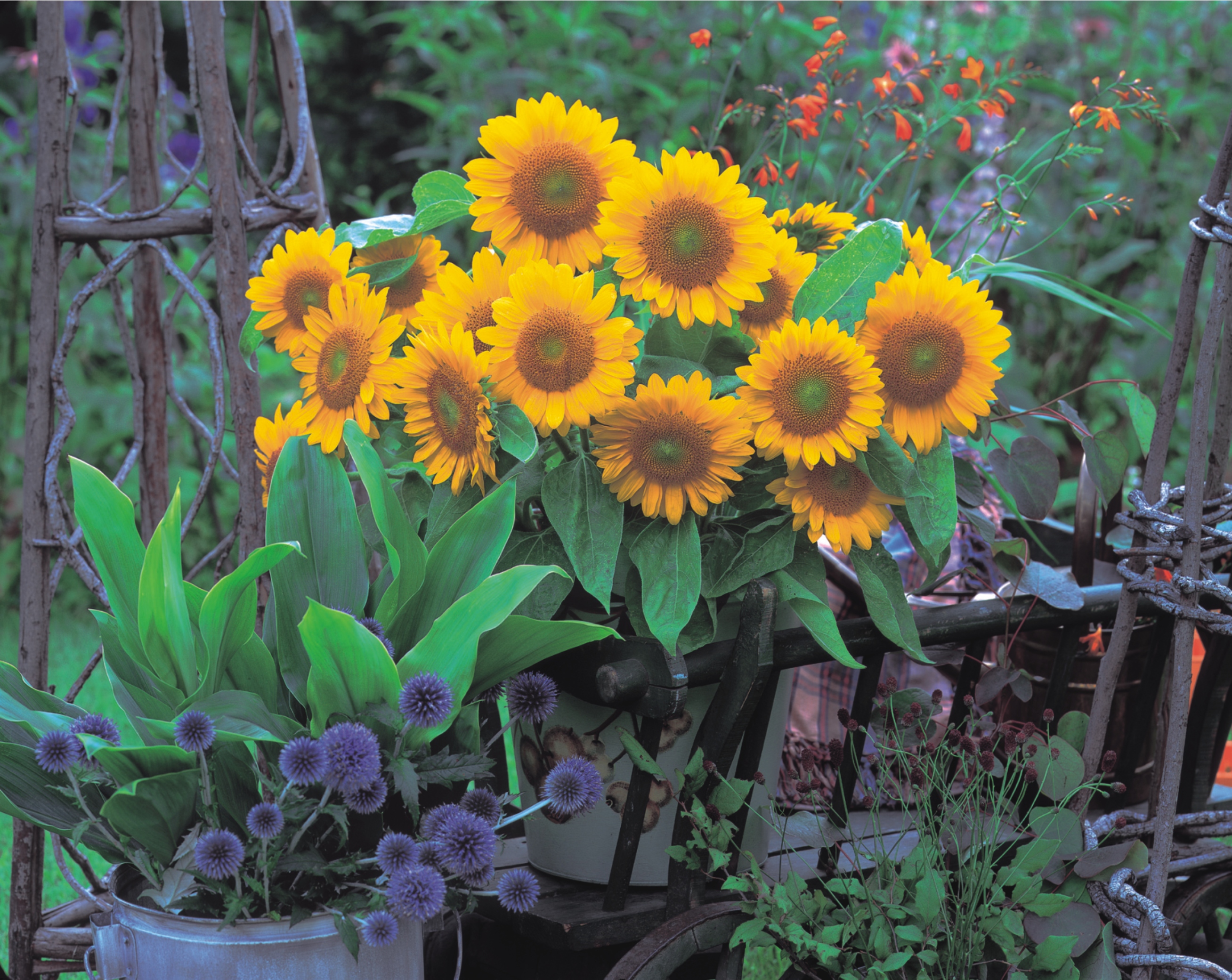 Helianthus annuus F1 Sunrich Gold, gebeizt