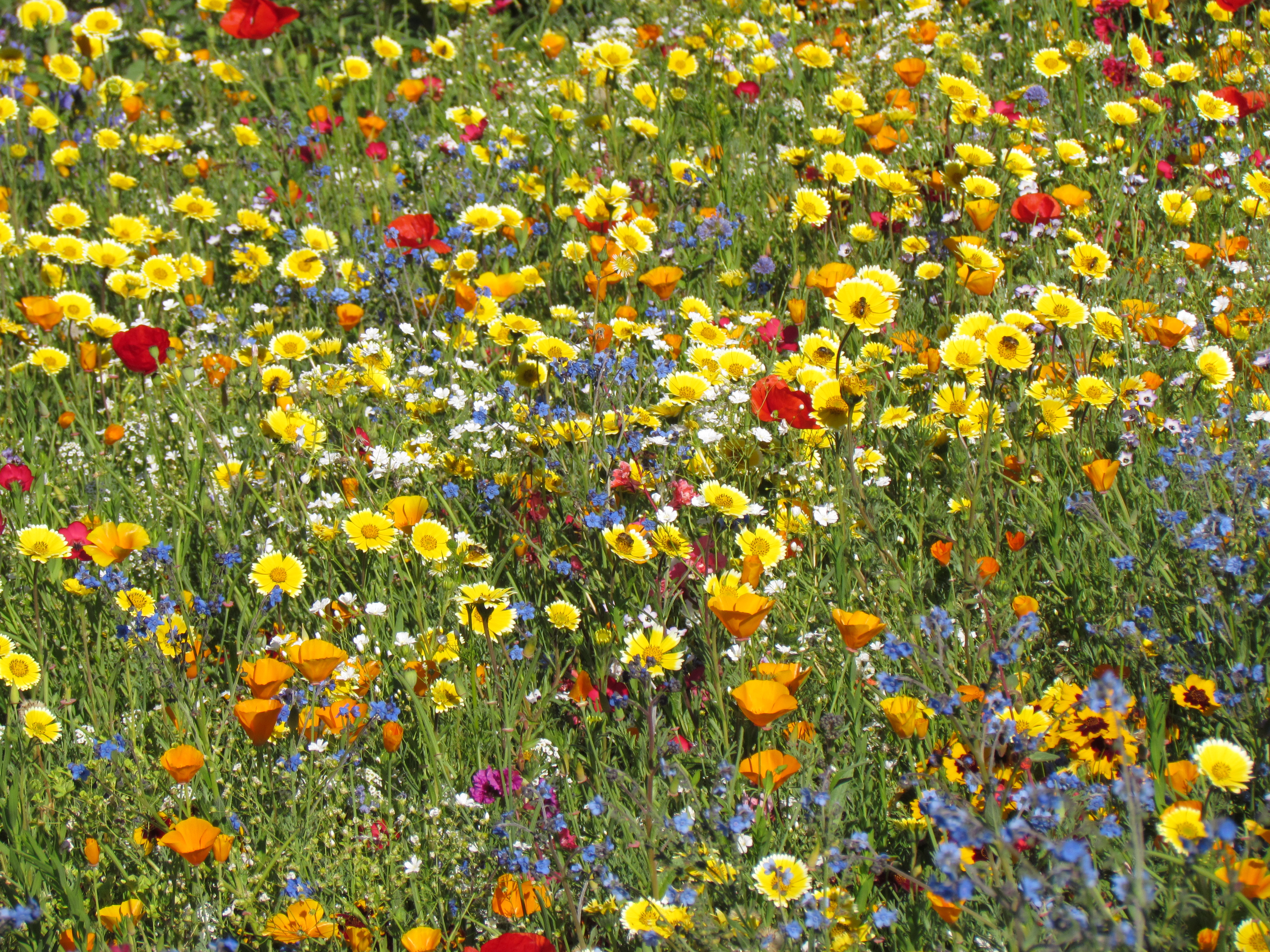 Blumenmischungen Blumenteppich California
