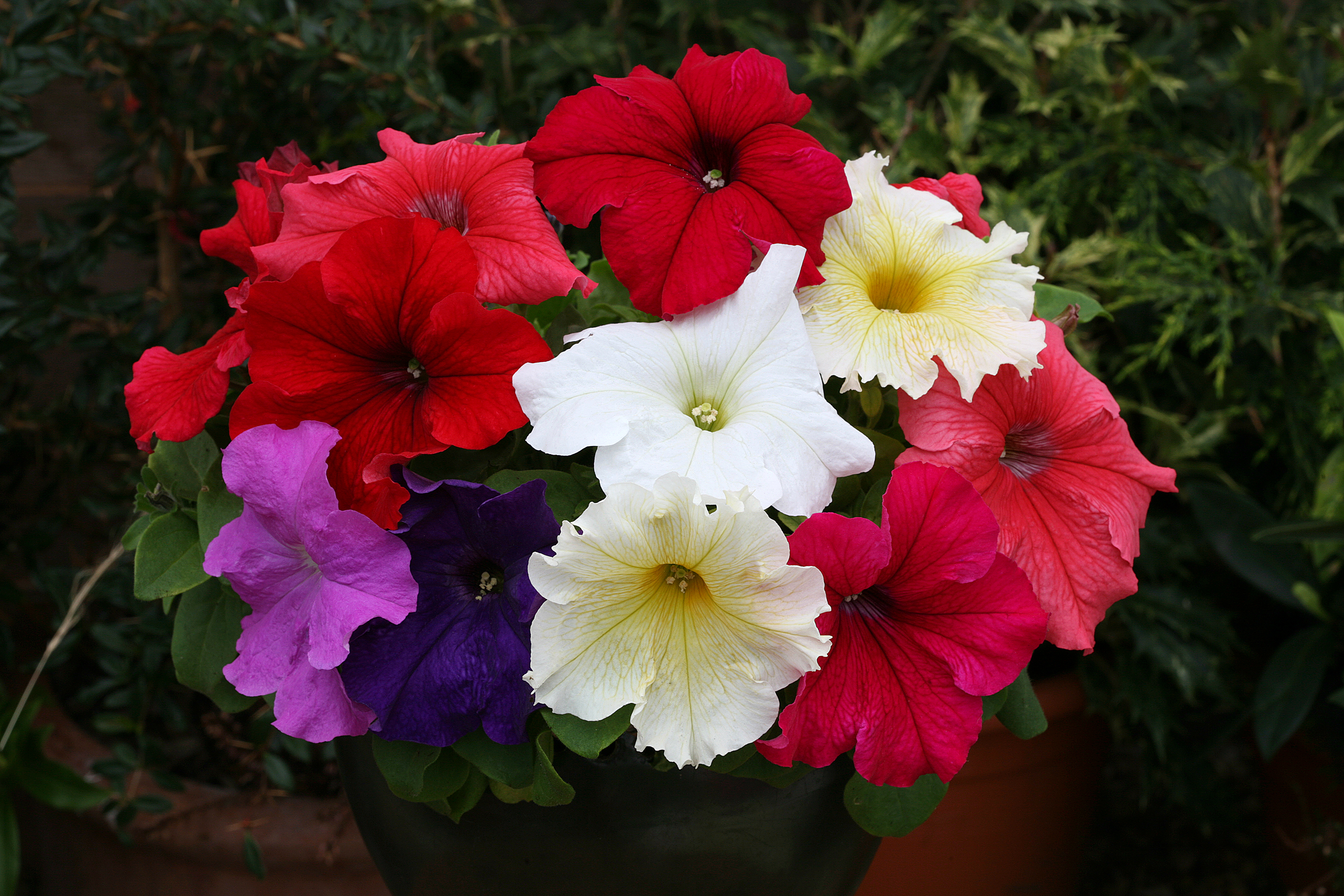 Petunia grandiflora F1 Prism Mix