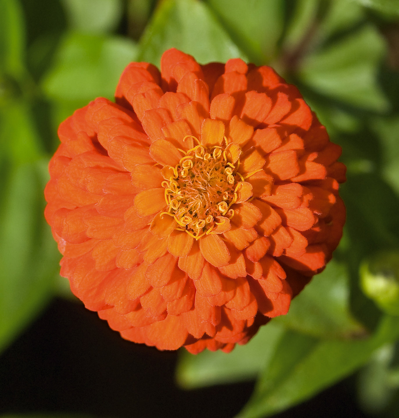 Zinnia elegans Liliput Orange