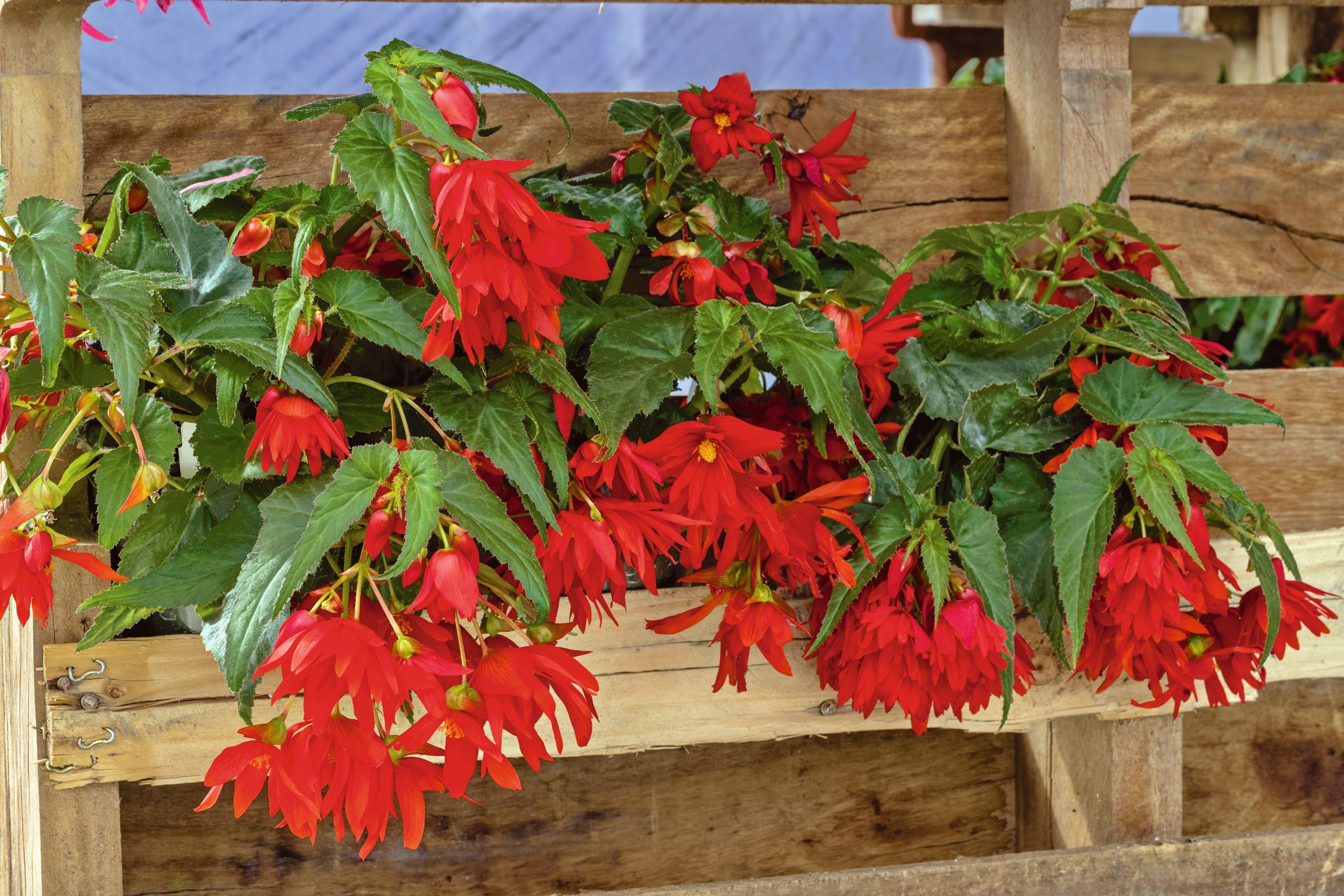 Begonia x hybrida F1 Funky Orange, pilliert