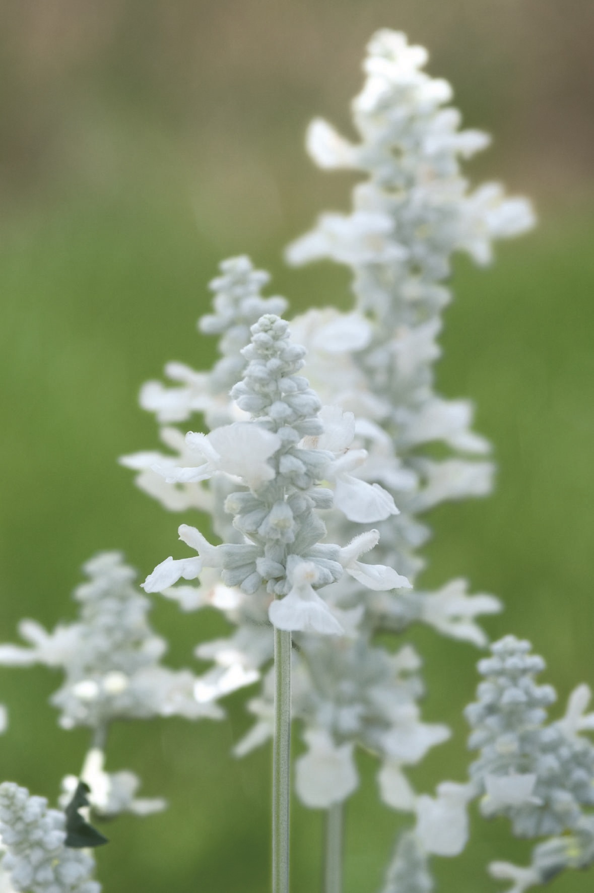 Salvia farinacea Evolution White