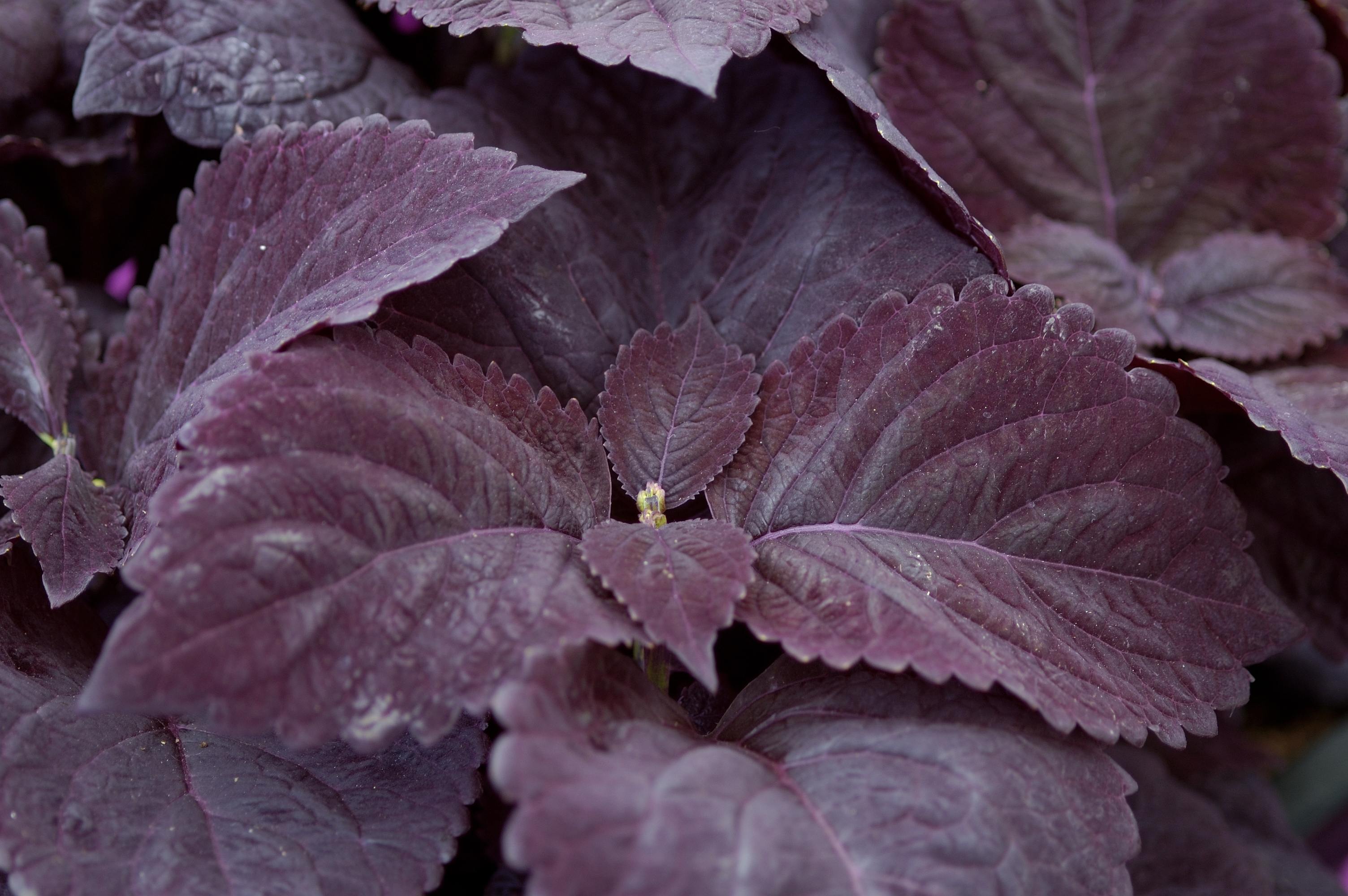 Coleus blumei (plectranthus scuttellarioides) Giant Palisandra