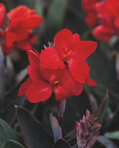 Canna indica Tropical Bronze/Rot