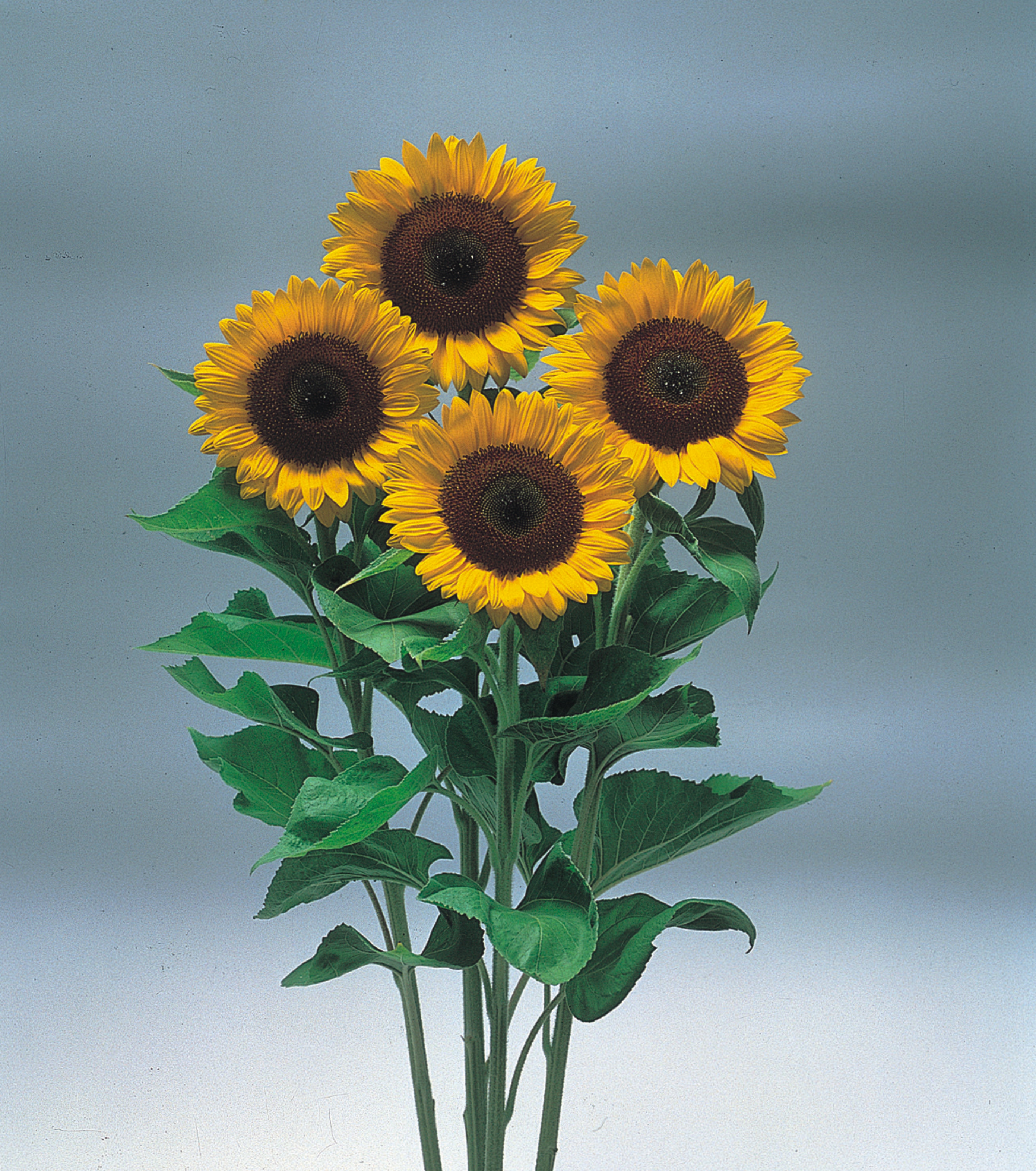 Helianthus annuus F1 Sunrich Orange, gebeizt