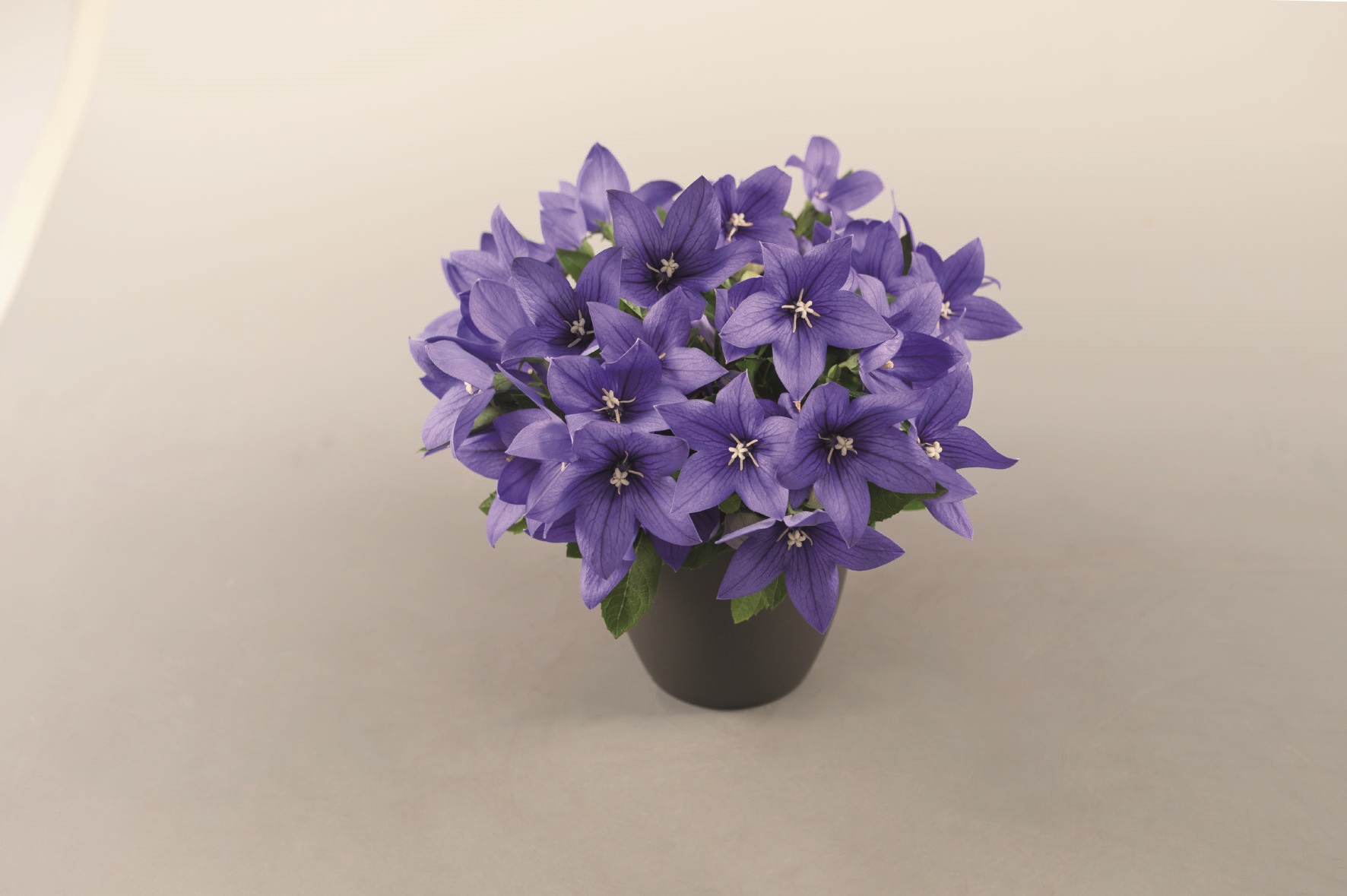 Platycodon grandiflorus Popstar Blau