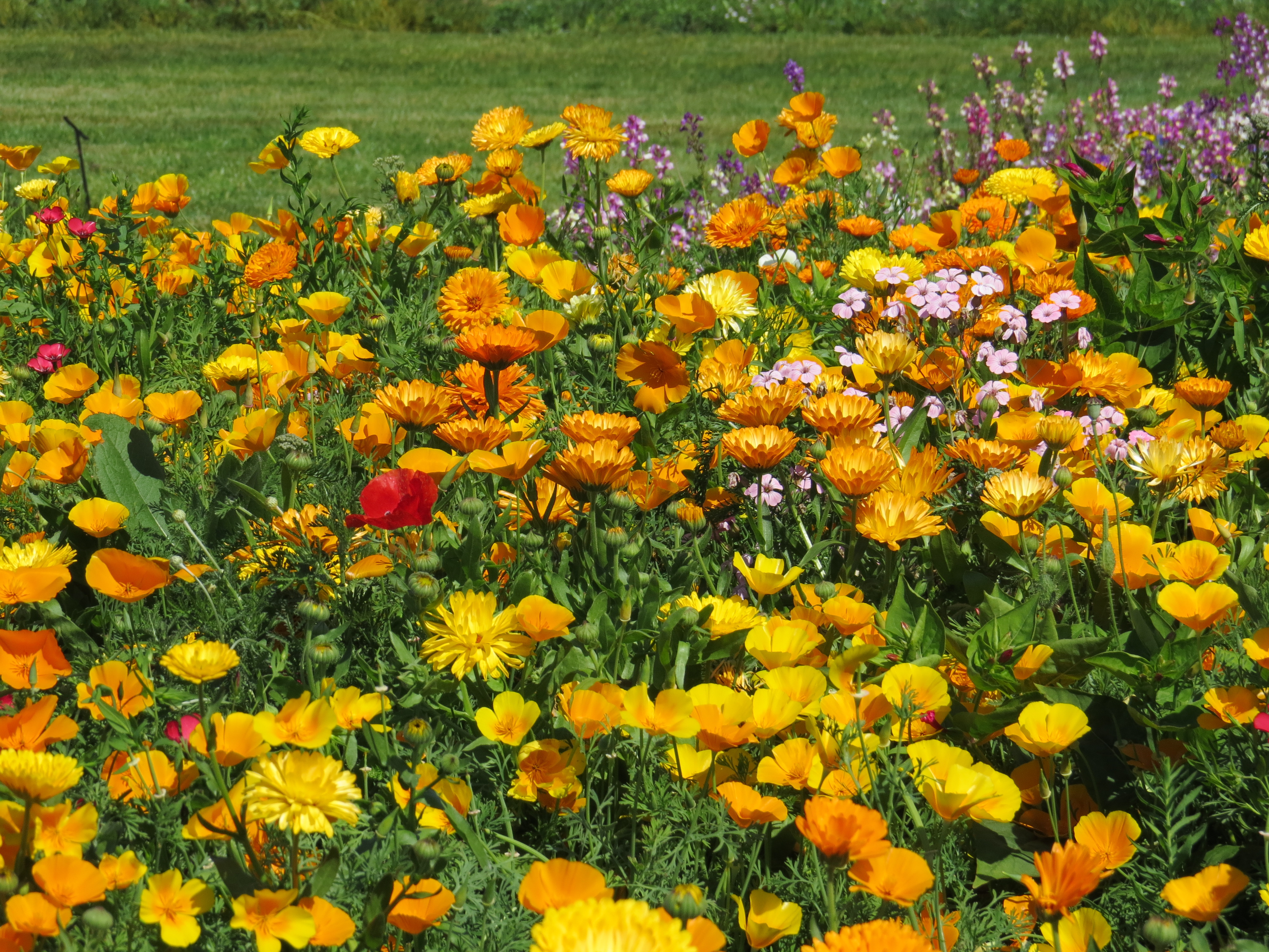 Blumenmischungen Die Robusten