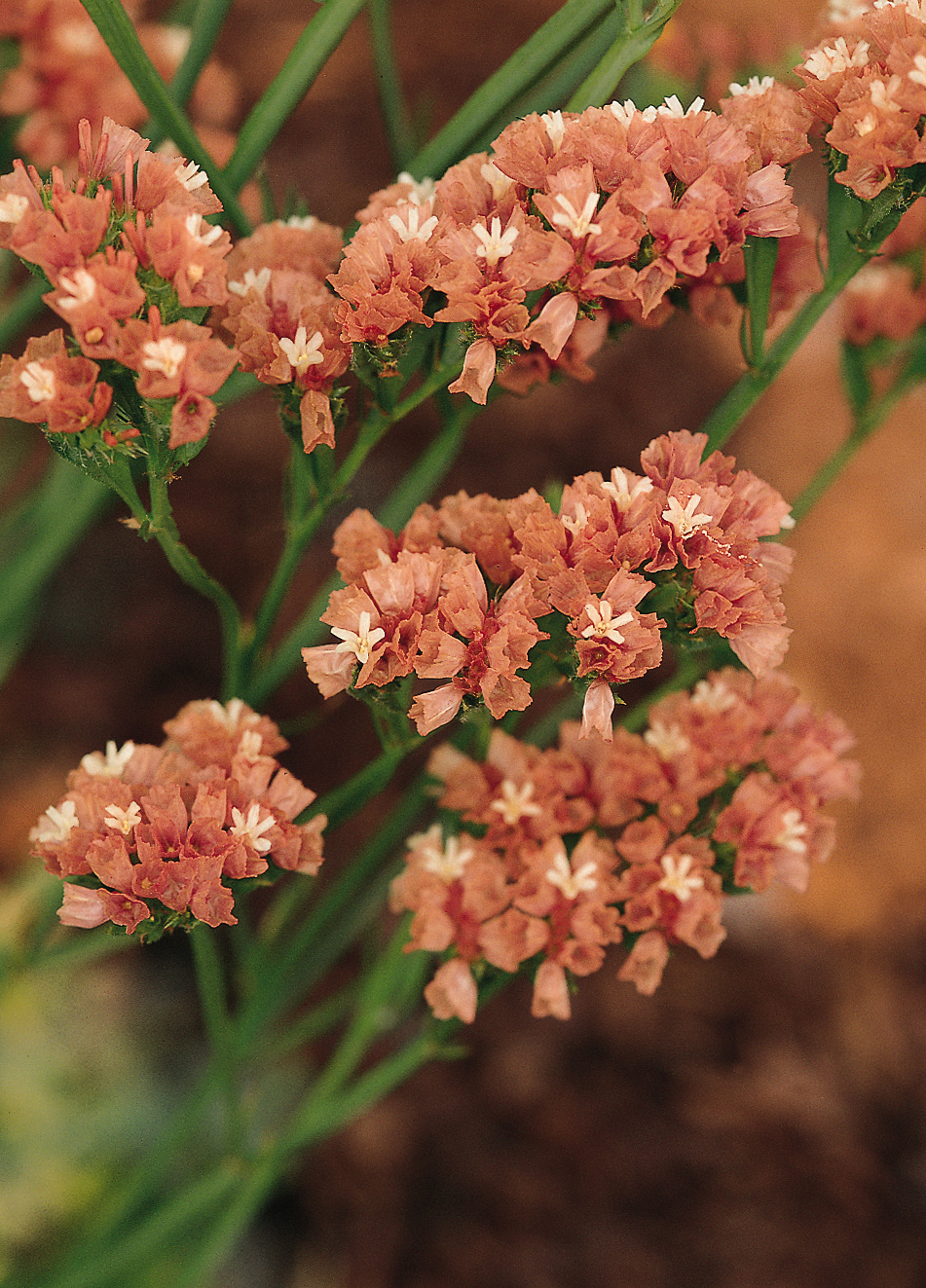 Limonium Pacific Apricot