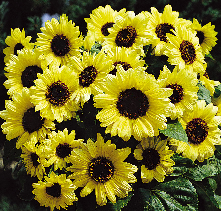 Helianthus annuus Valentin 