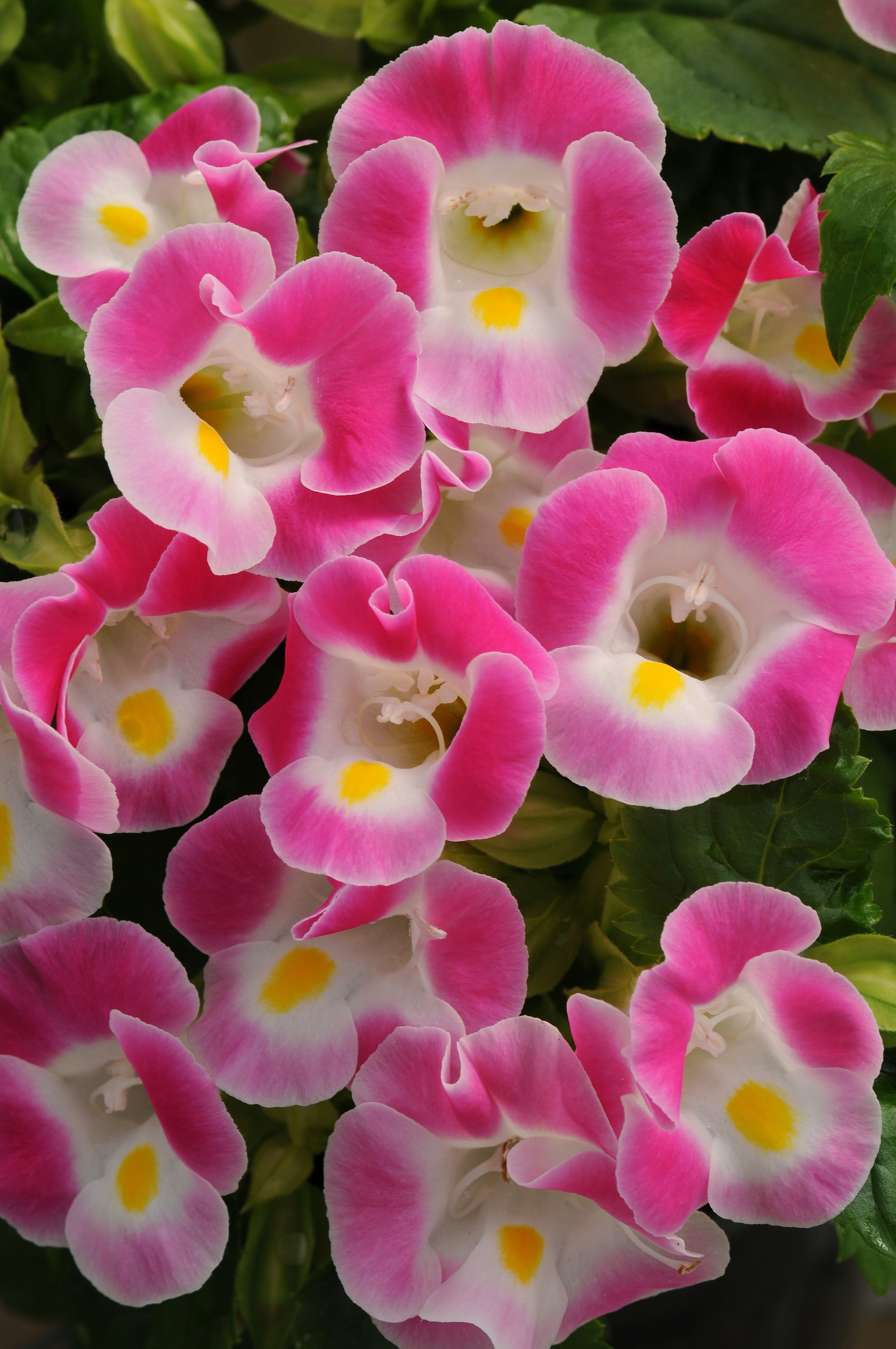 Torenia fournieri Kauai Rosa, pilliert