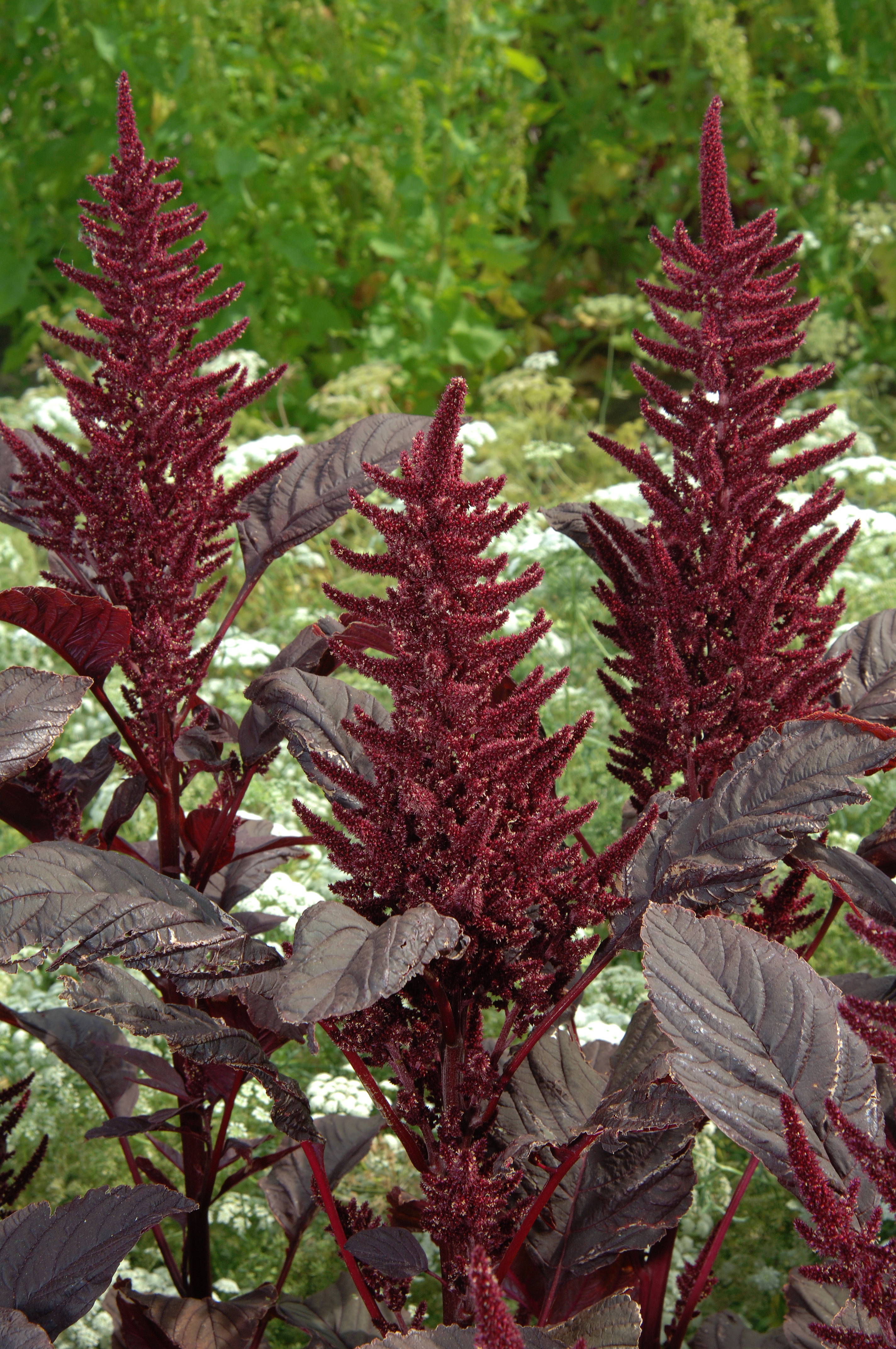 Amaranthus cruentus Velvet Curtains