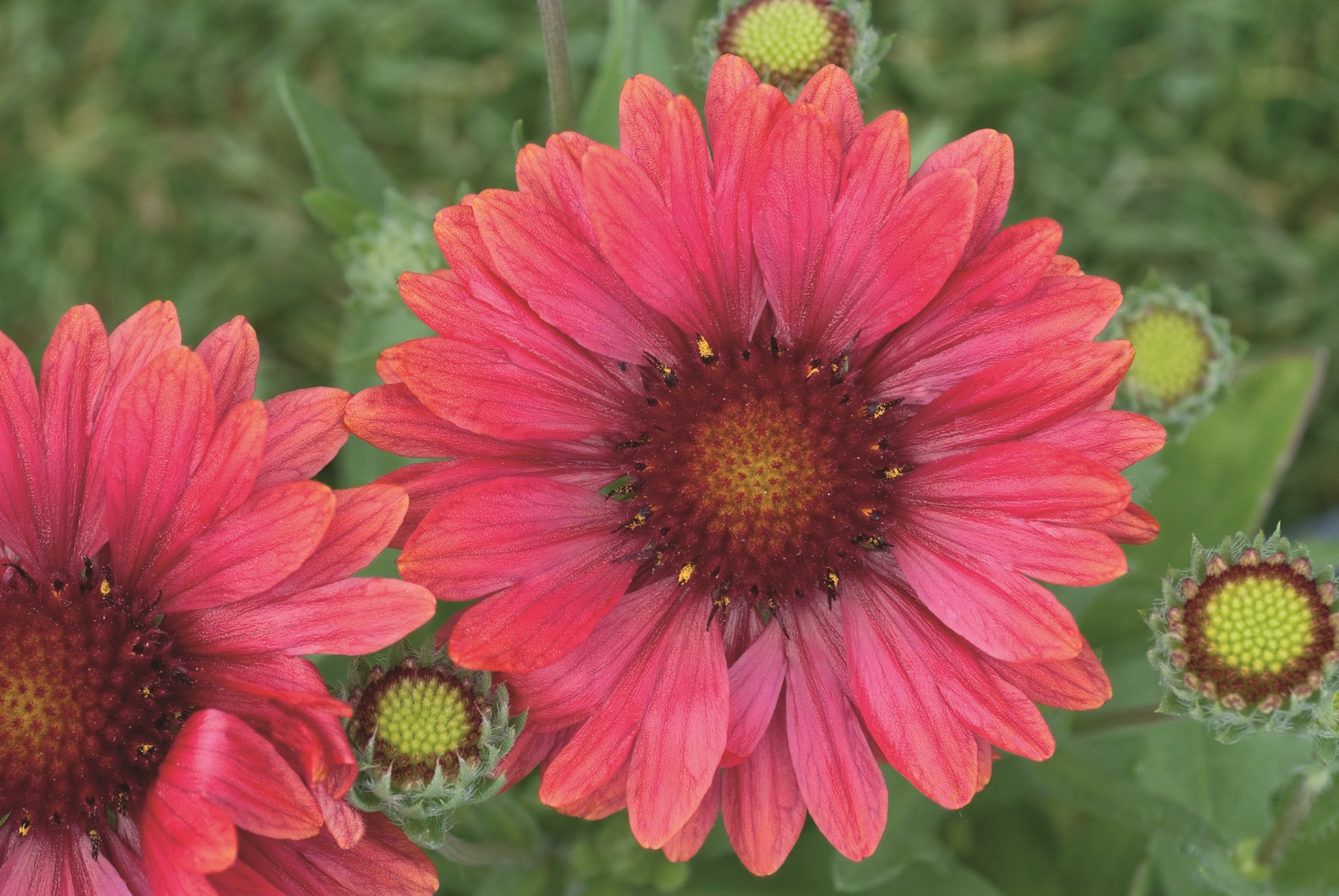 Gaillardia grandiflora Arizona Rote Töne