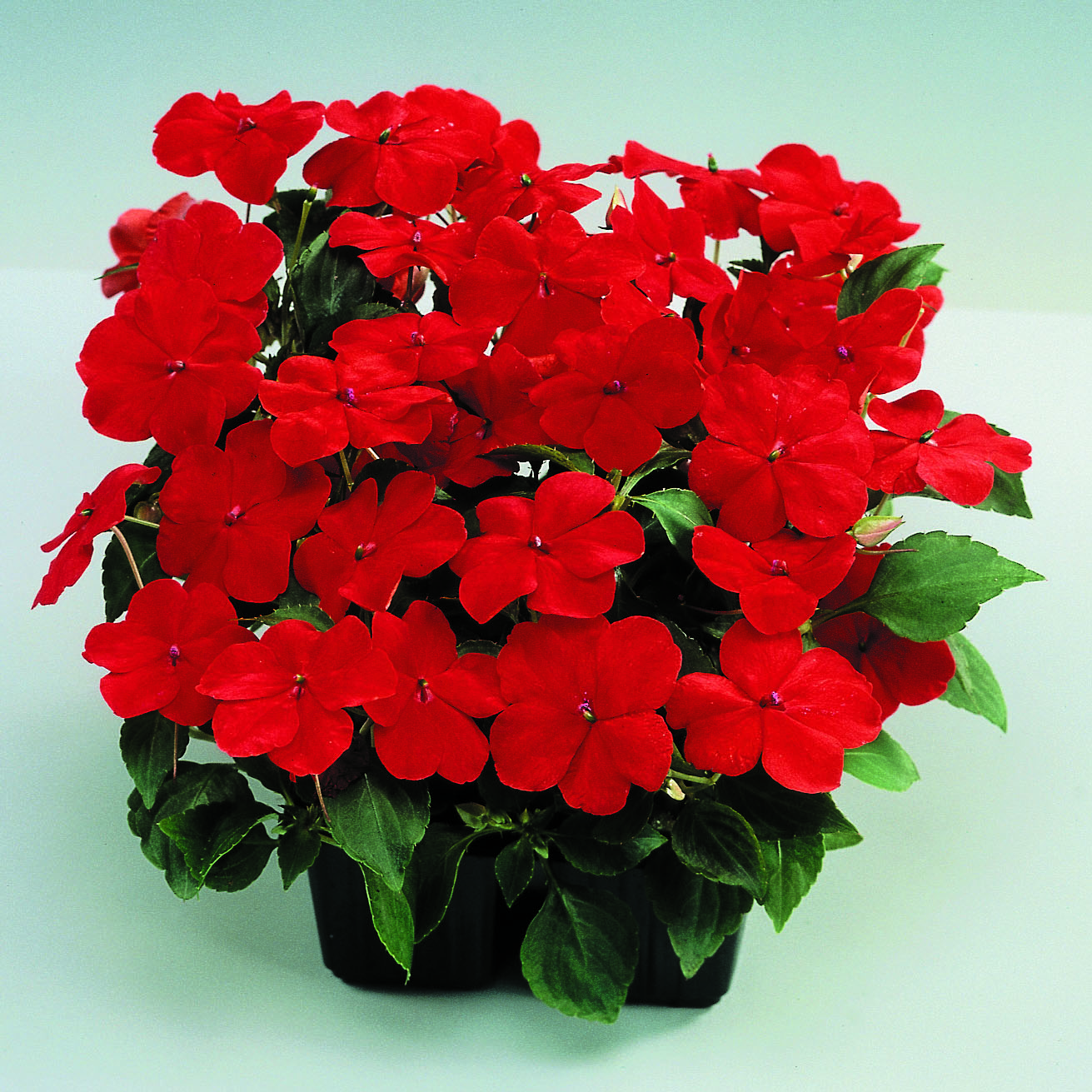 Impatiens walleriana F1 Balance Rot