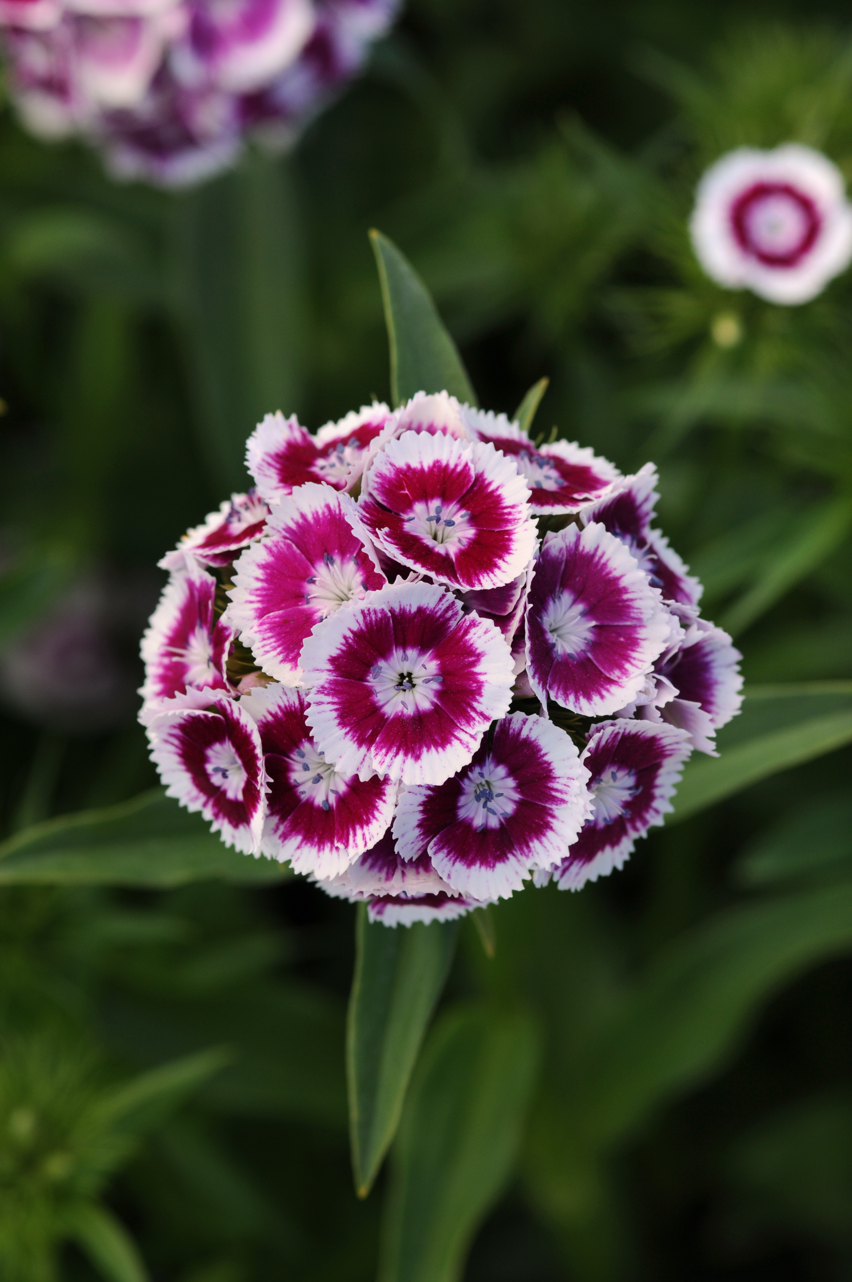 Dianthus barbatus F1 Sweet Purple White, pilliert