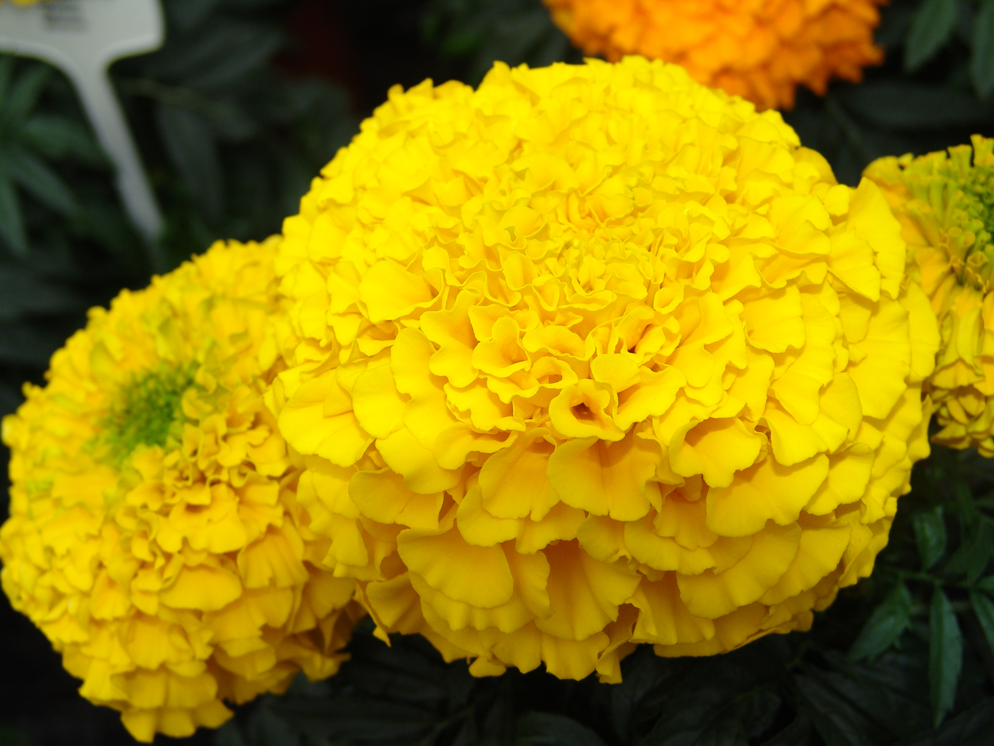 Tagetes erecta Crackerjack Mischung