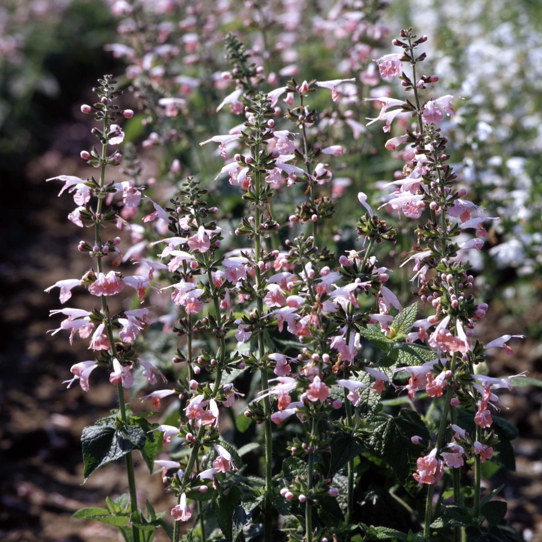 Salvia coccinea Hummingbird Coral Nymph