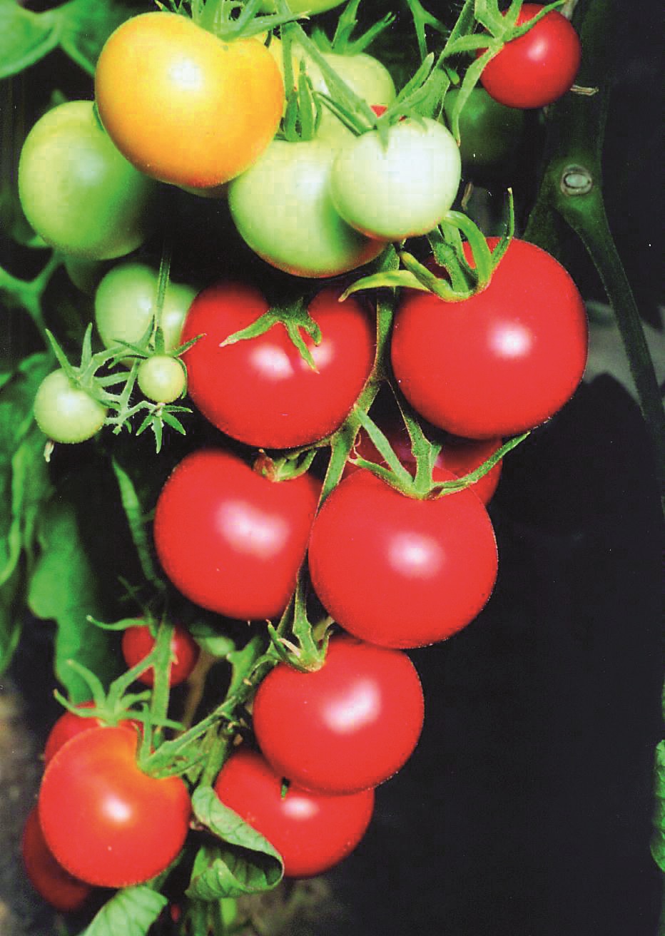 Tomaten Tamina