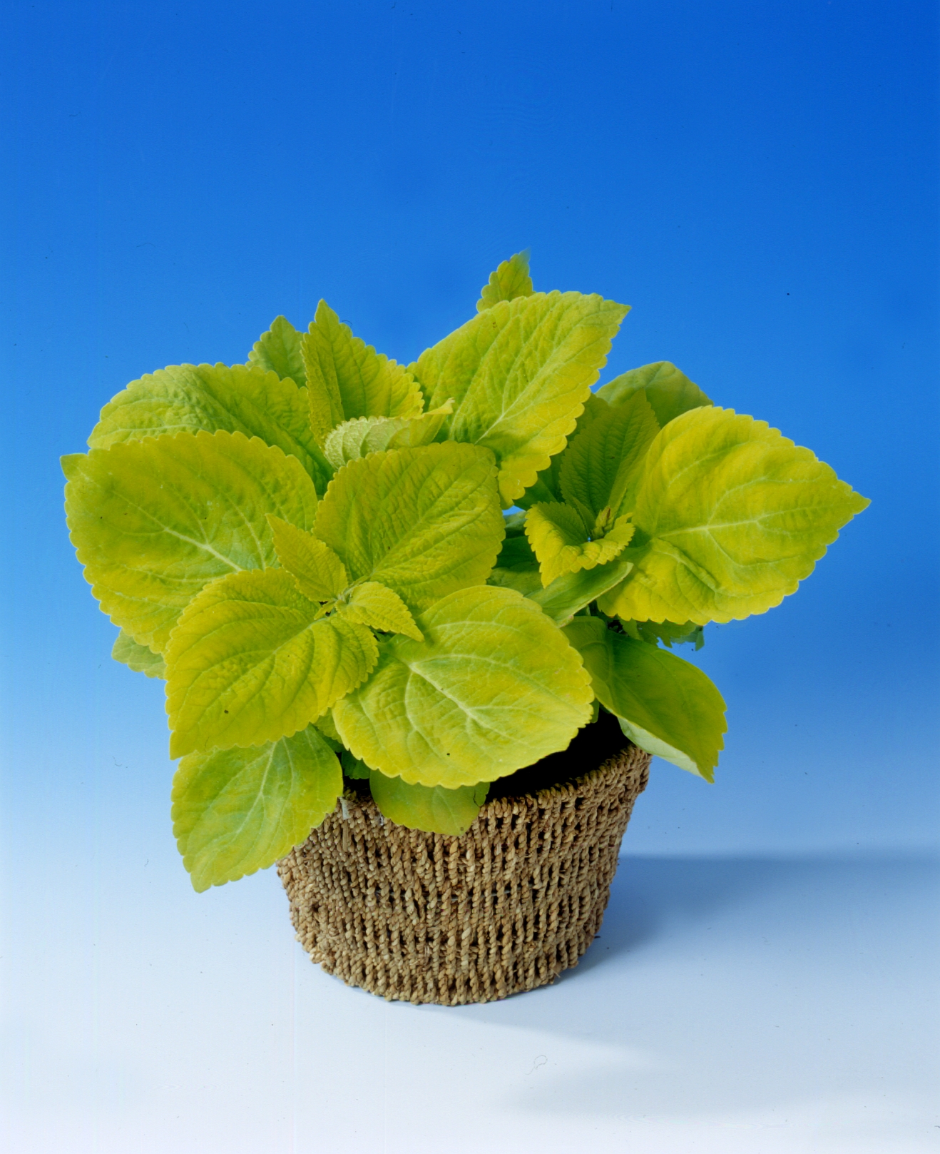 Coleus blumei (plectranthus scutellarioides) Giant Lime delight