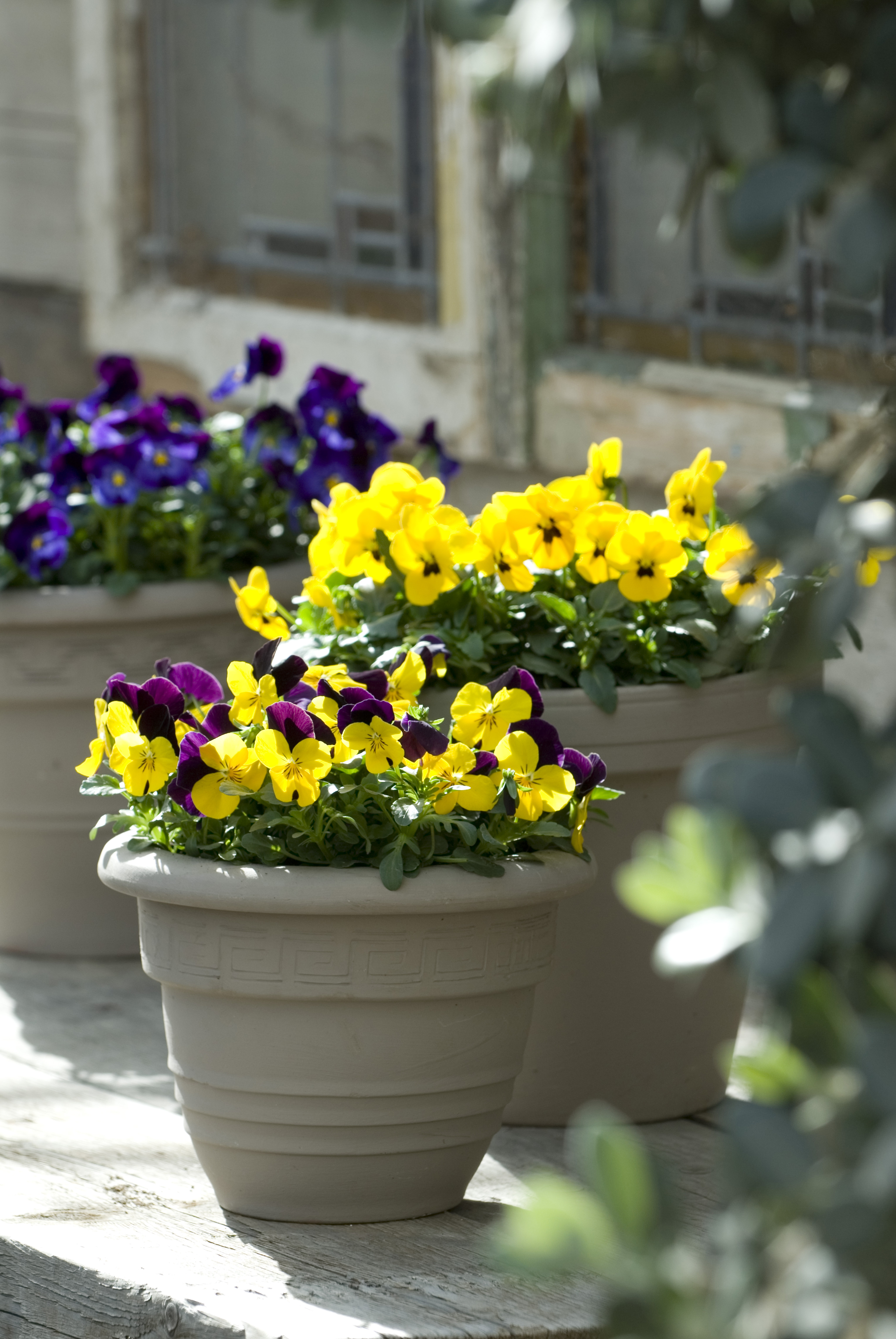 Viola cornuta F1 Sorbet XP Yellow Jump Up
