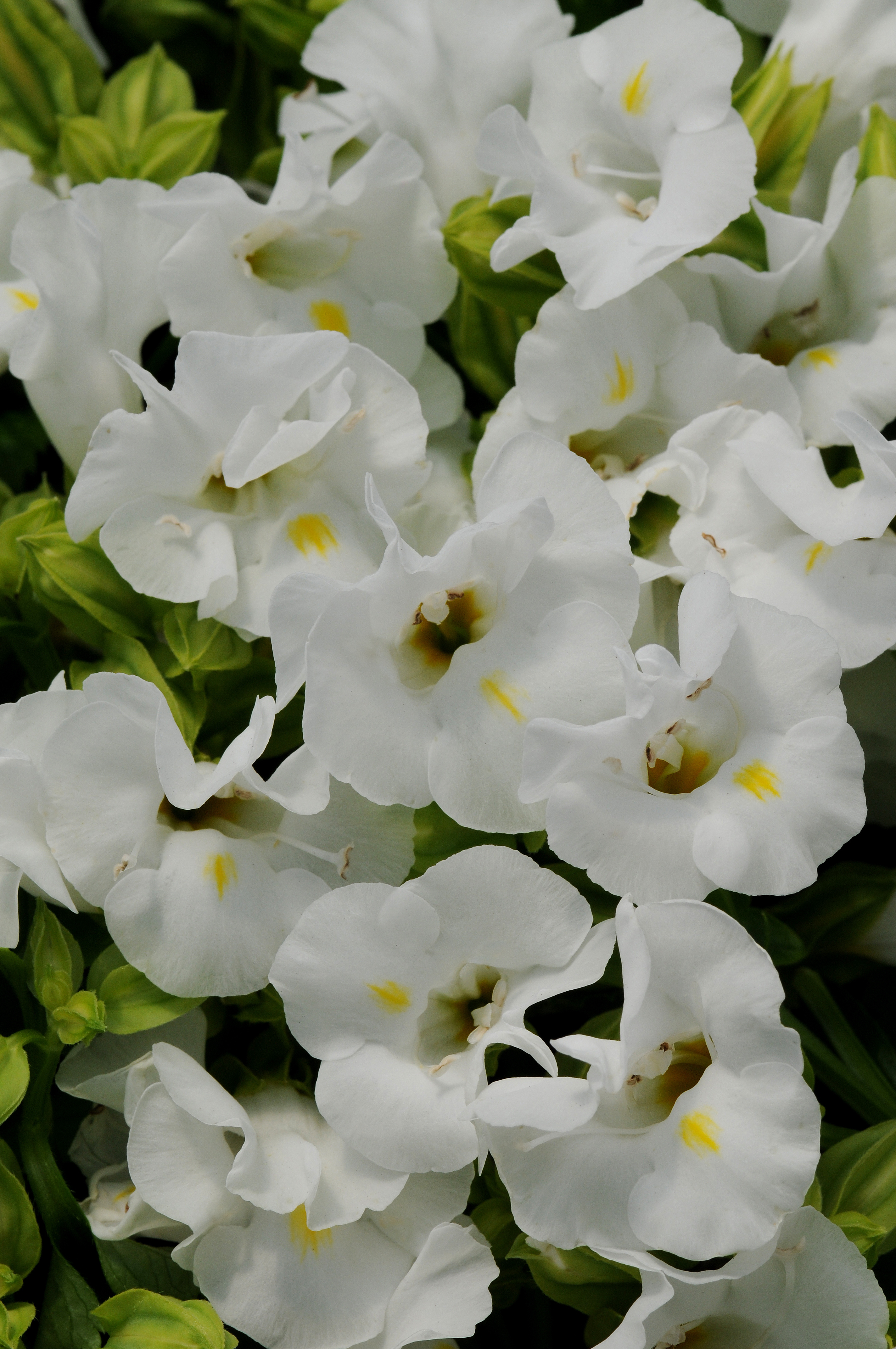 Torenia fournieri Kauai Weiß, pilliert