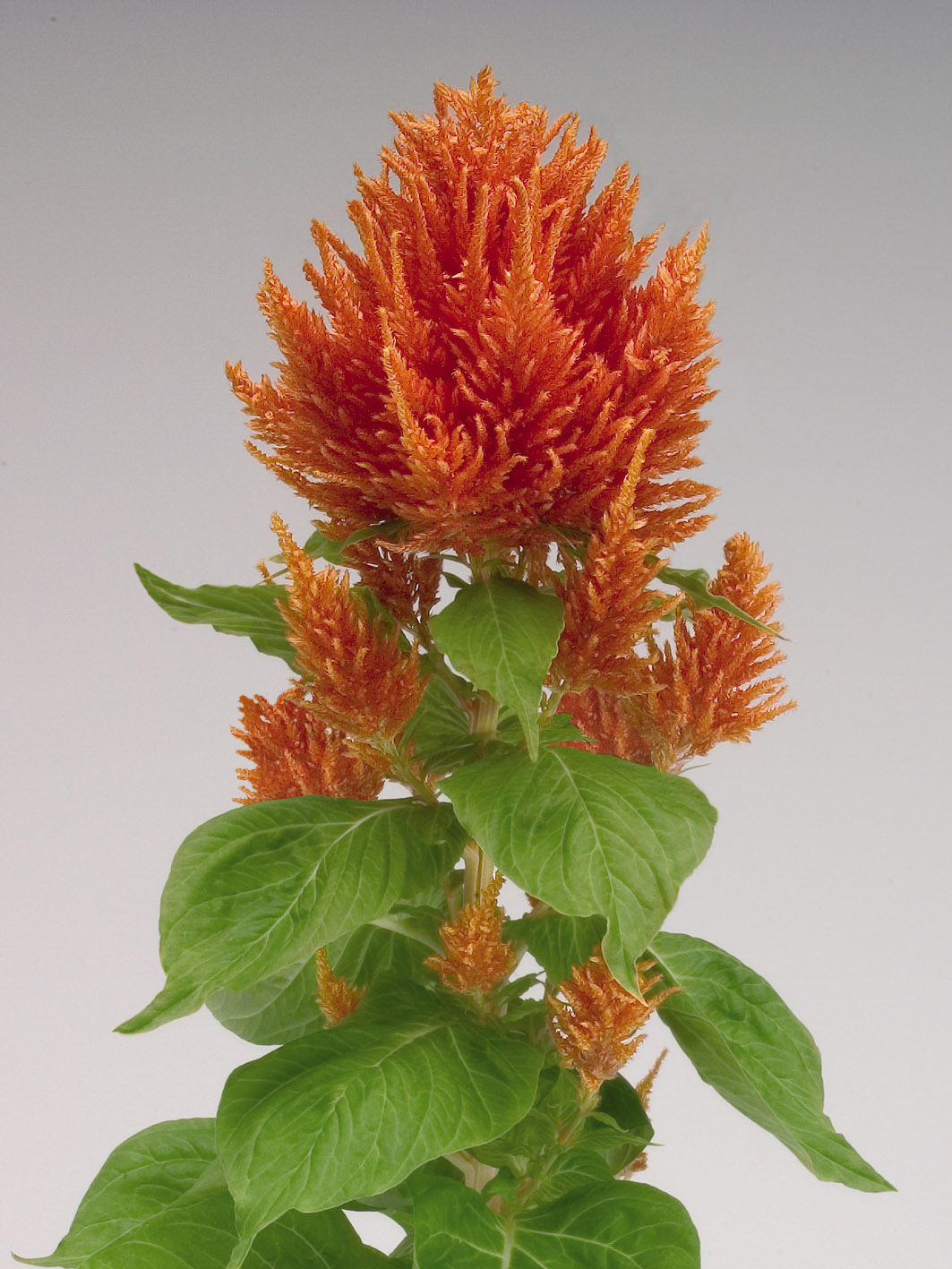 Celosia plumosa Fresh Look Orange