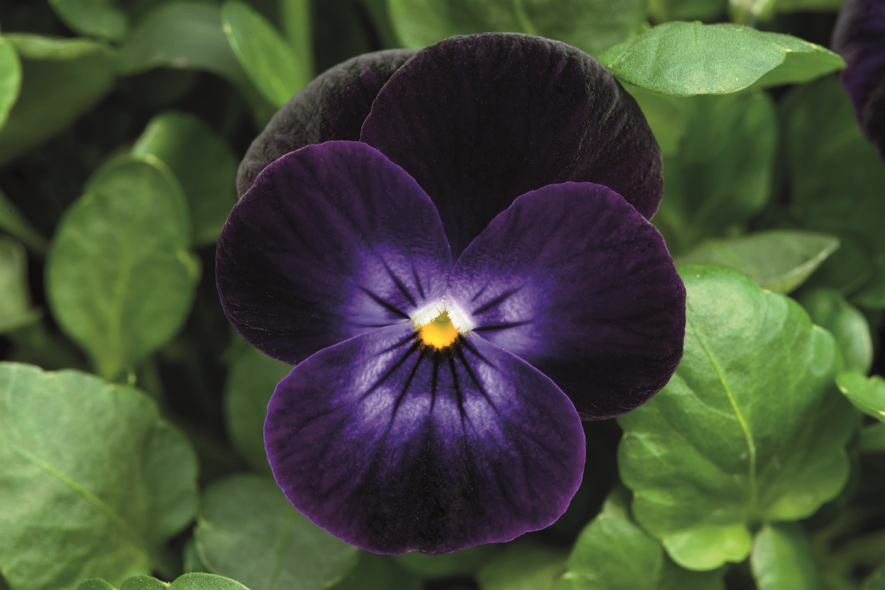 Viola cornuta F1 Admire Deep Purple Face