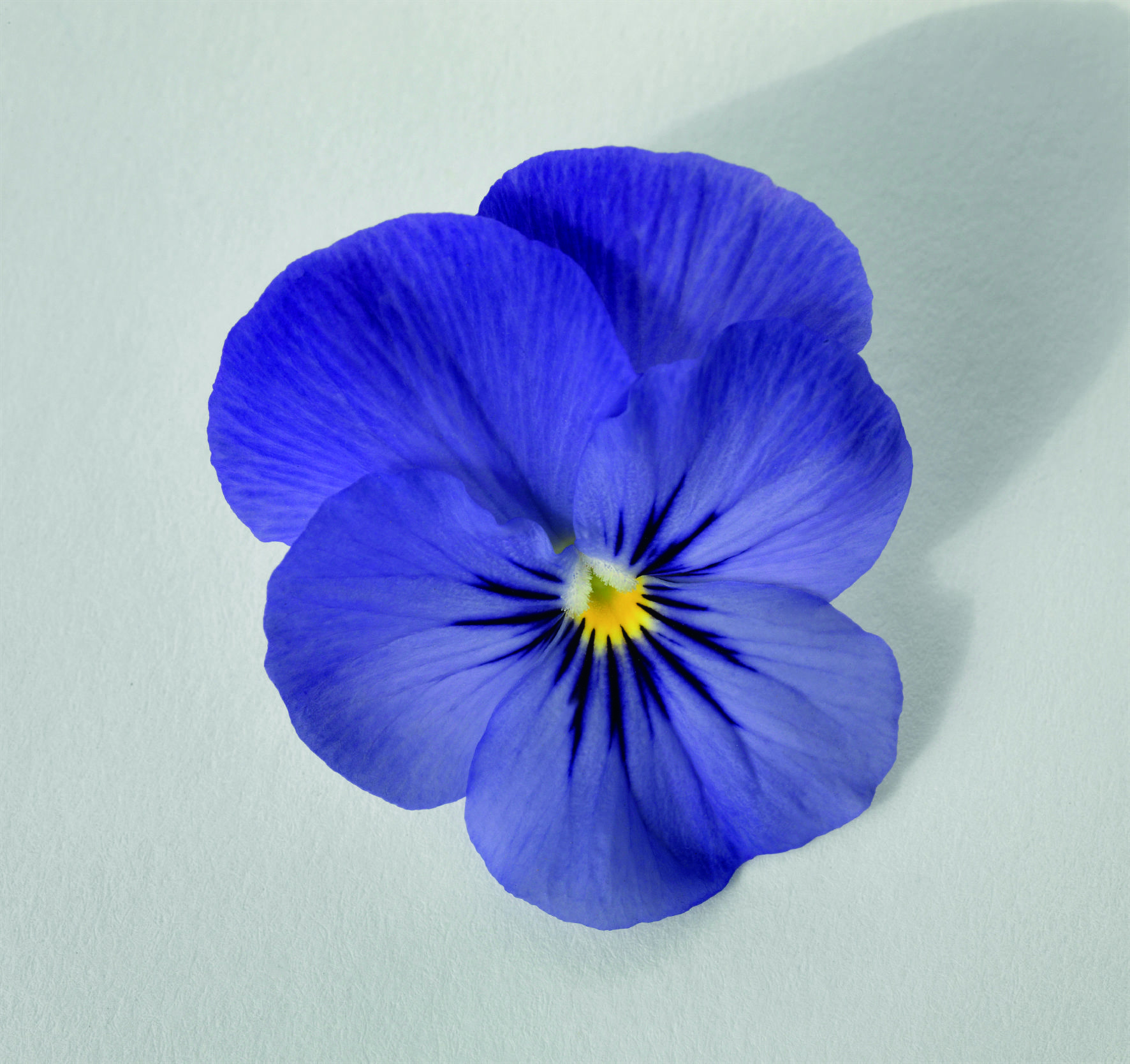 Viola cornuta F1 Admire Blau
