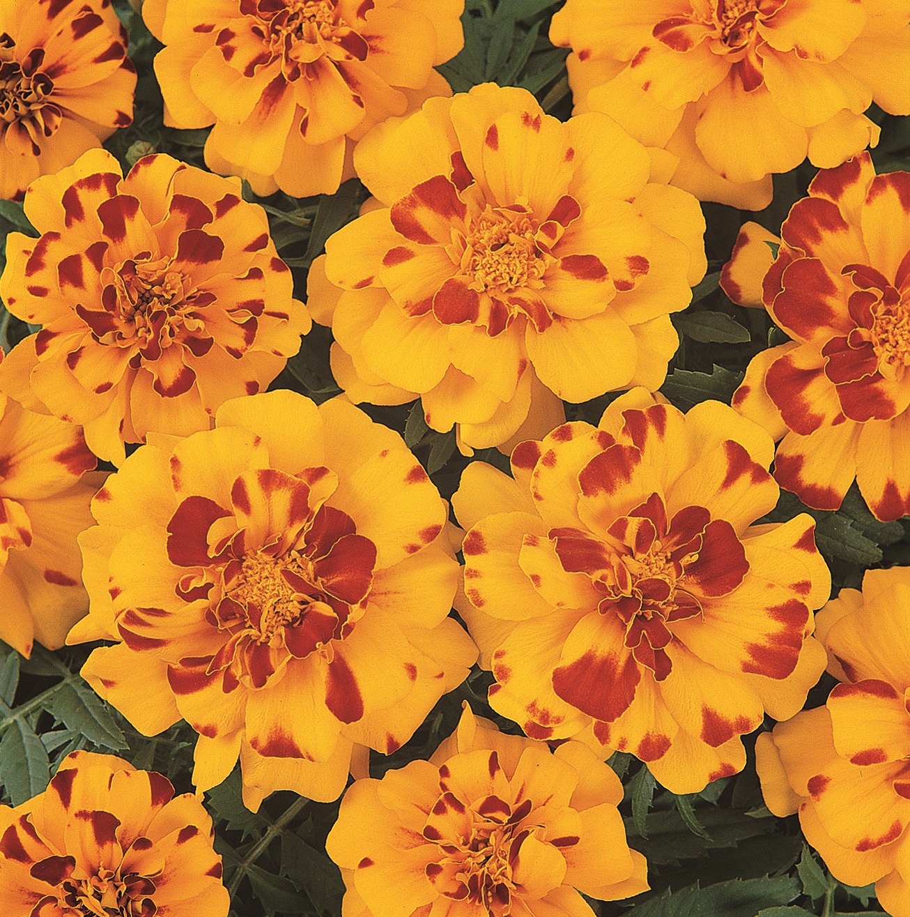 Tagetes patula Durango Bolero