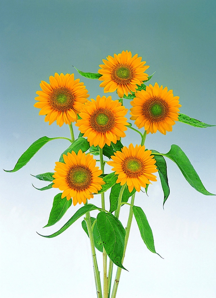 Helianthus annuus F1 Sunrich Gold, gebeizt