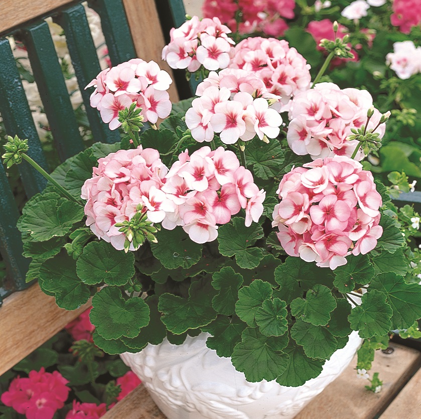 Pelargonium x hortorum F1 Maverick Star