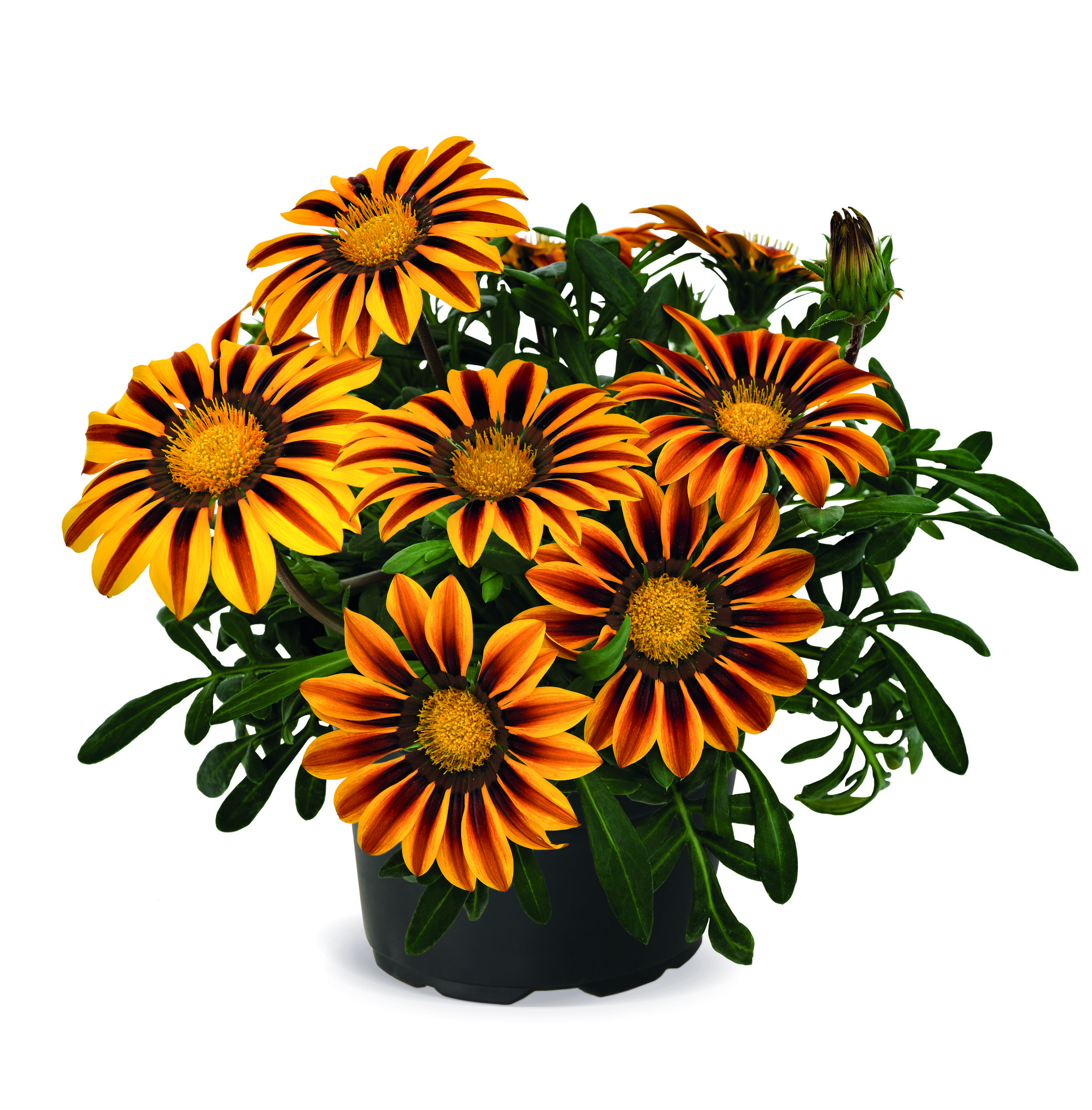 Gazania rigens F1 Zany Orange Flame
