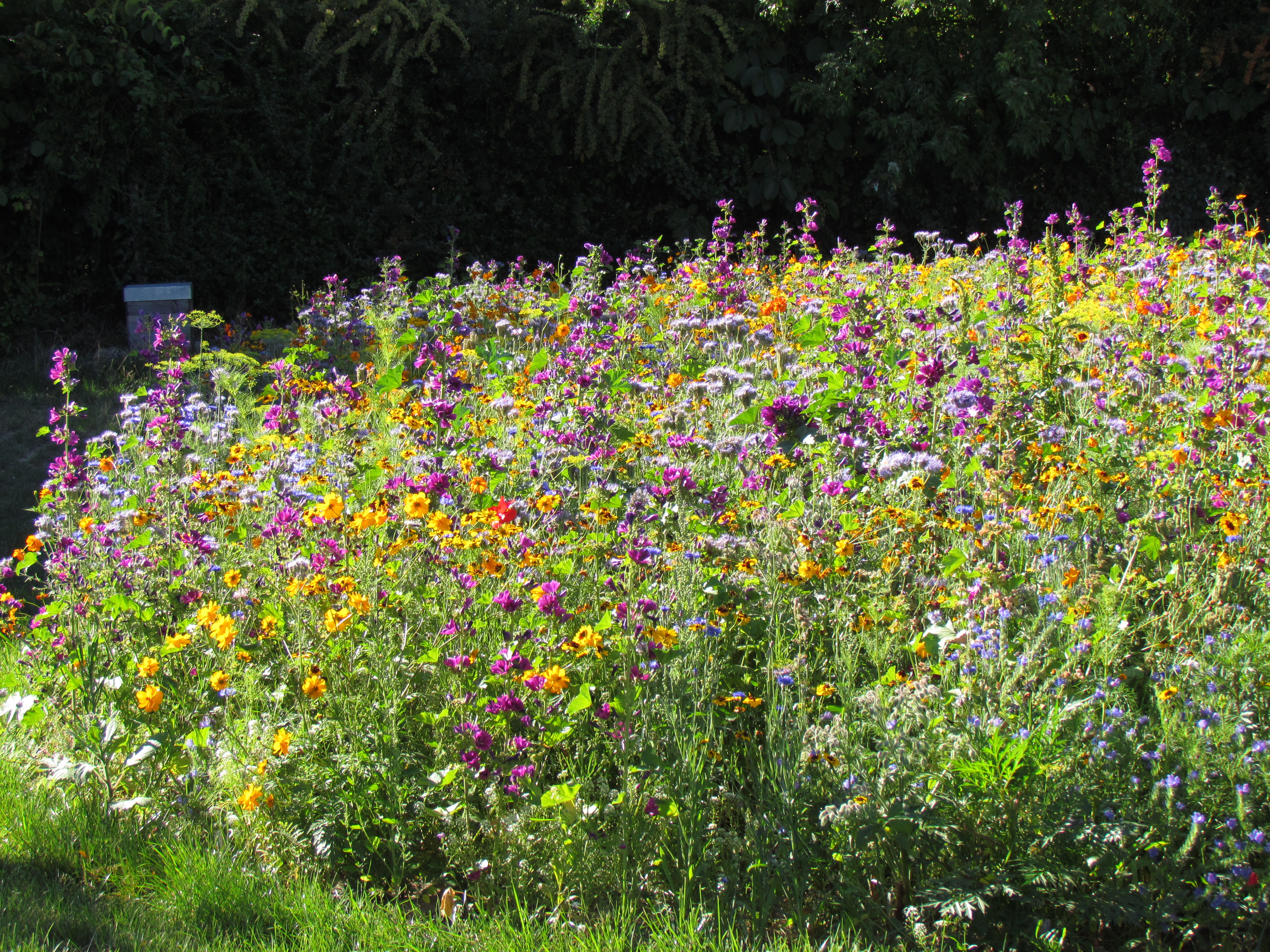 Blumenmischungen Blumen für Bienen & Co.