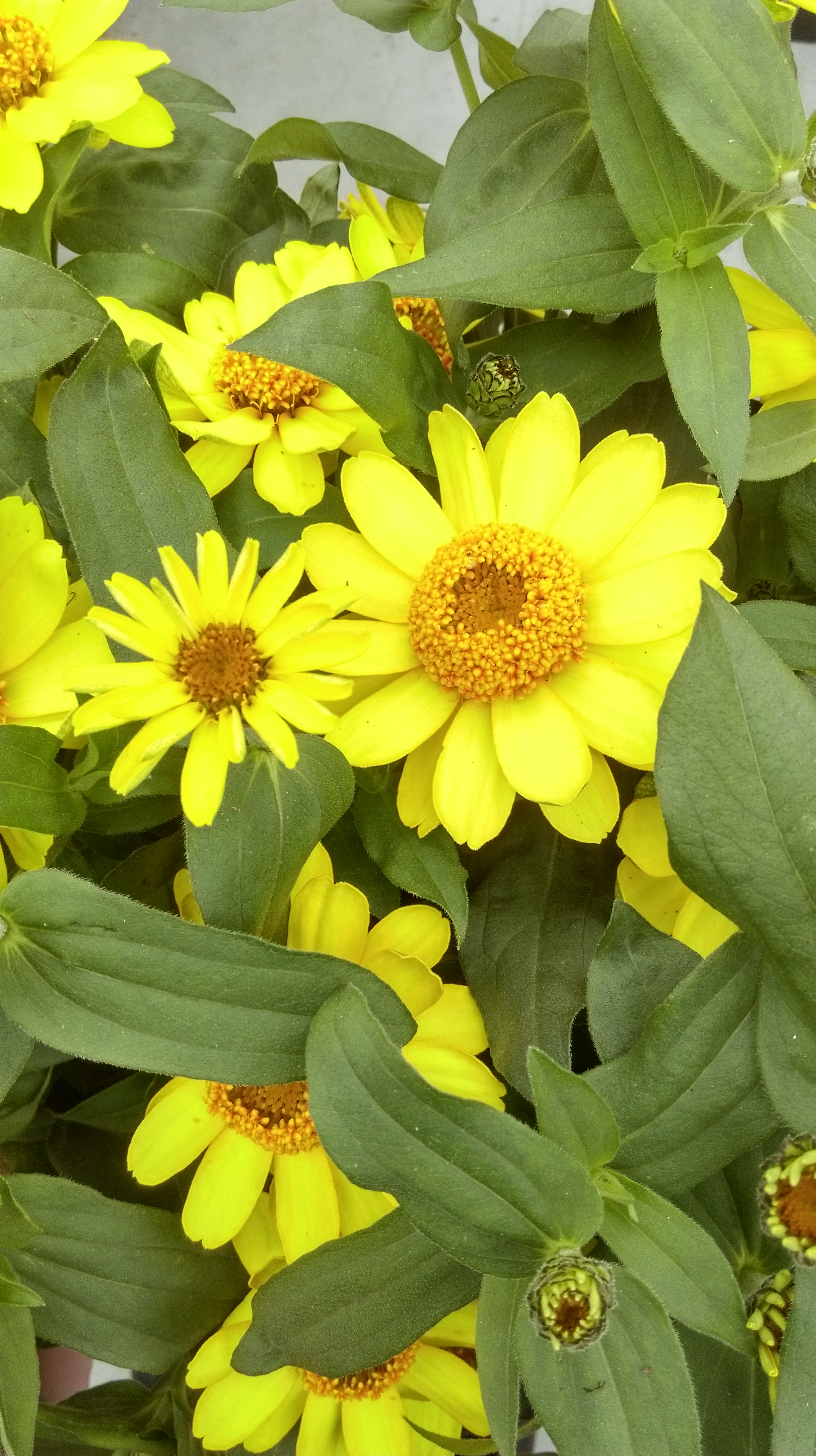 Zinnia angustifolia F1 Profusion Yellow