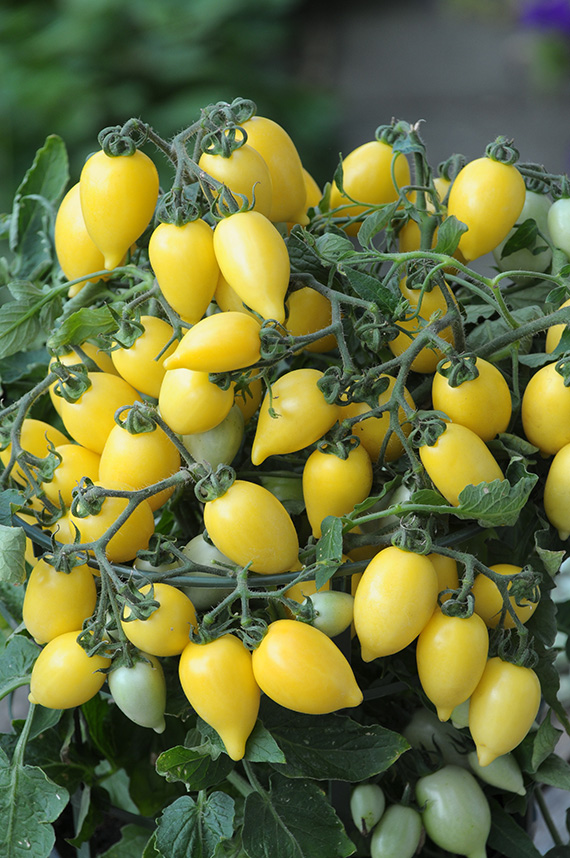 Balkontomate Funnyplums Cremegelb