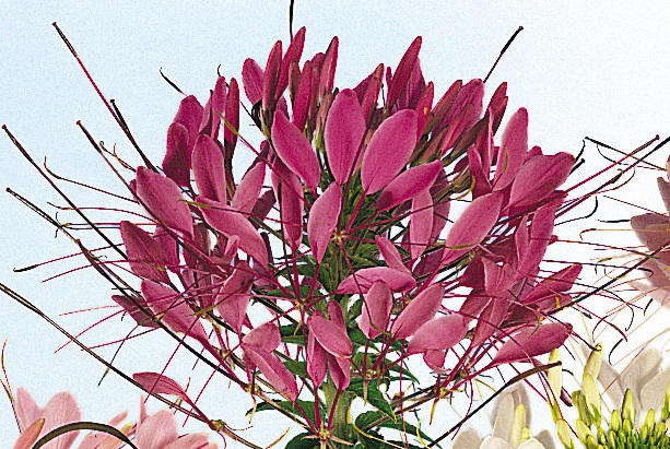 Cleome spinosa  Violettkönigin