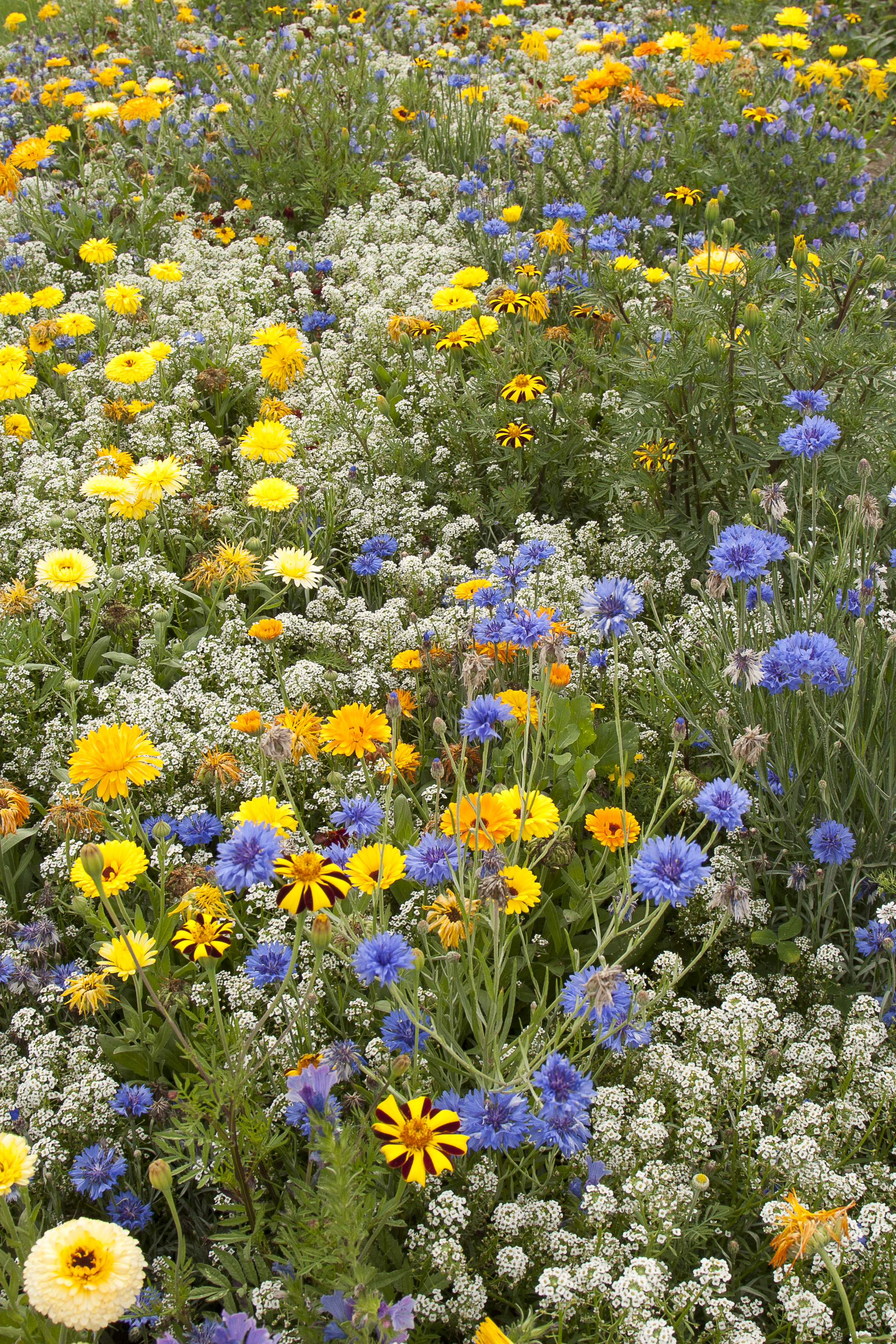 Blumenmischungen Nützlingsfördernde Blumen