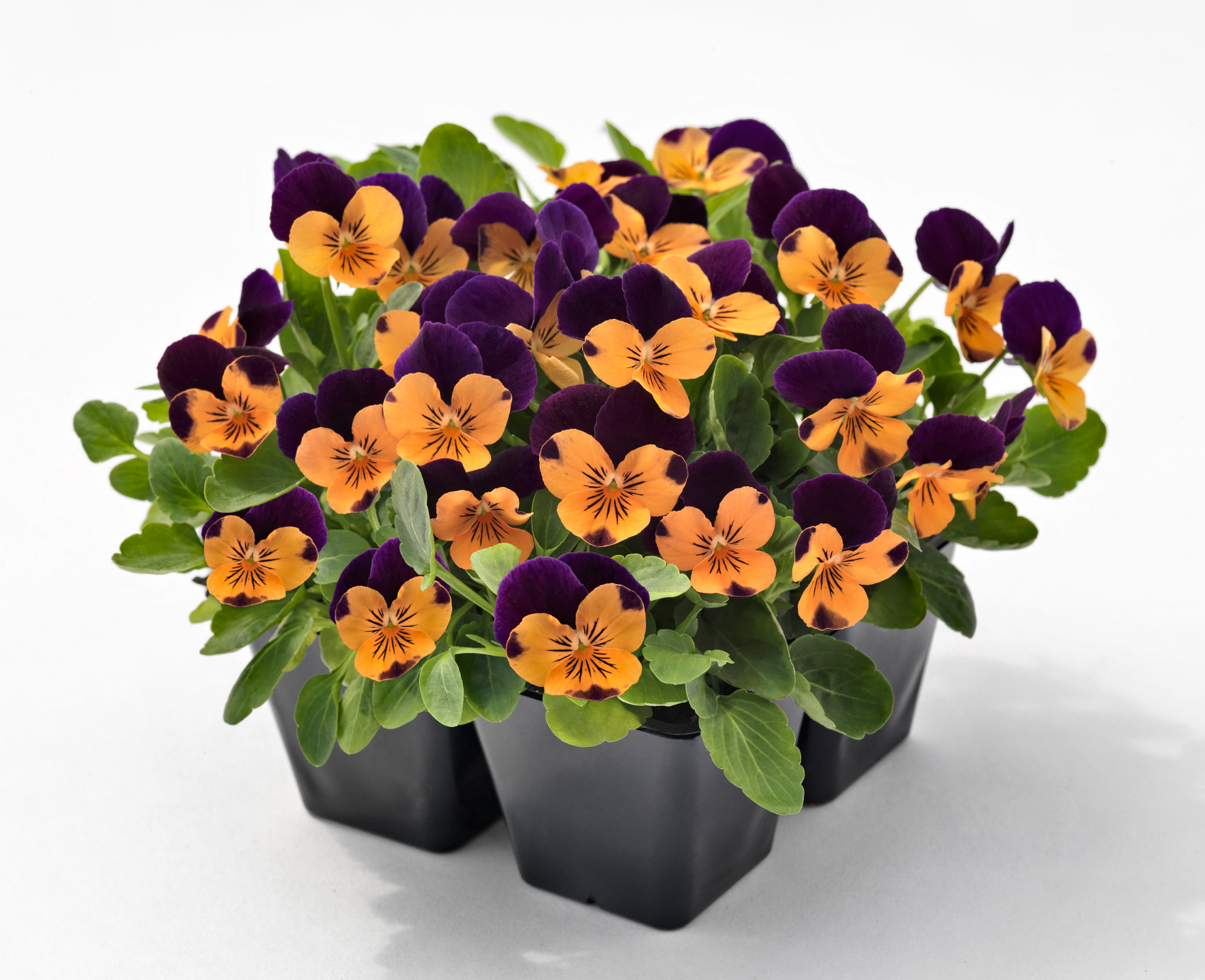 Viola cornuta F1 Admire Orange Purple Wing