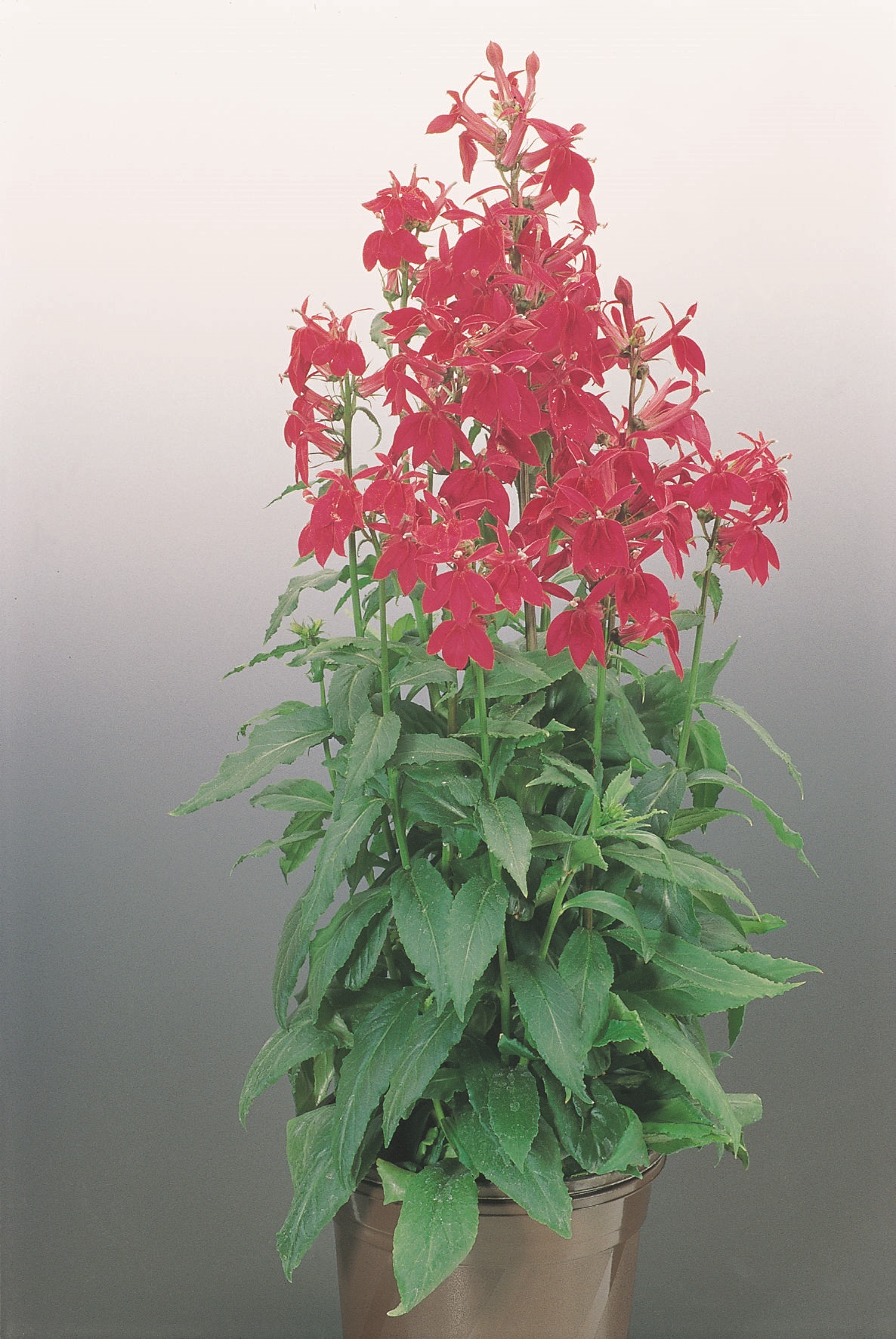 Lobelia speciosa F1 Fan Burgundy