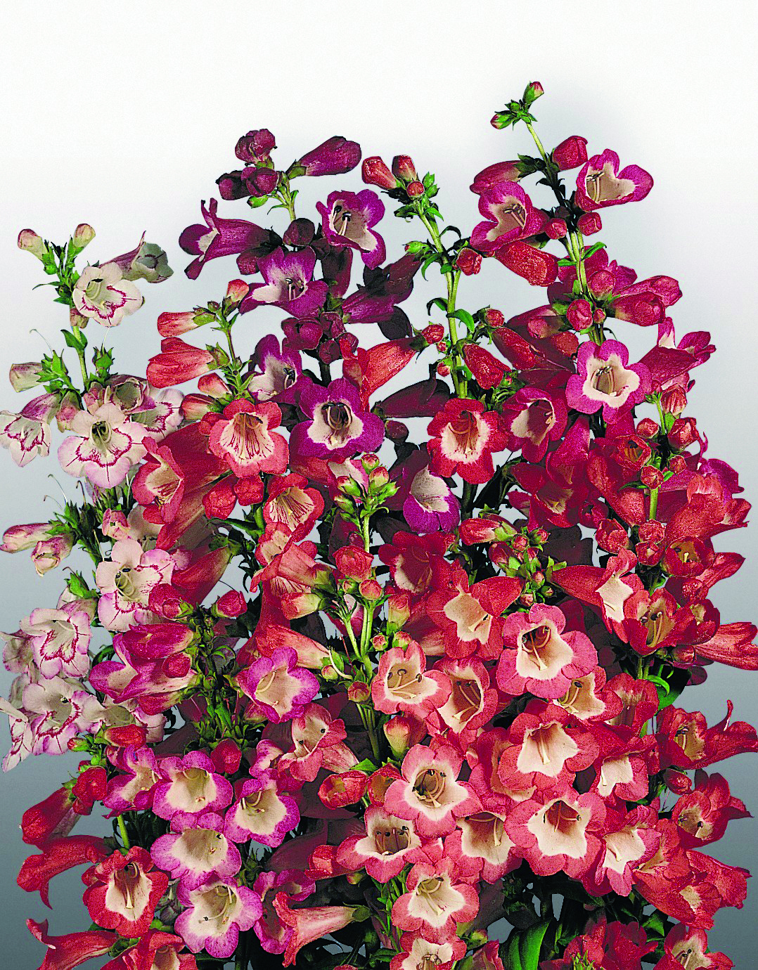 Penstemon hartwegii Prachtmischung