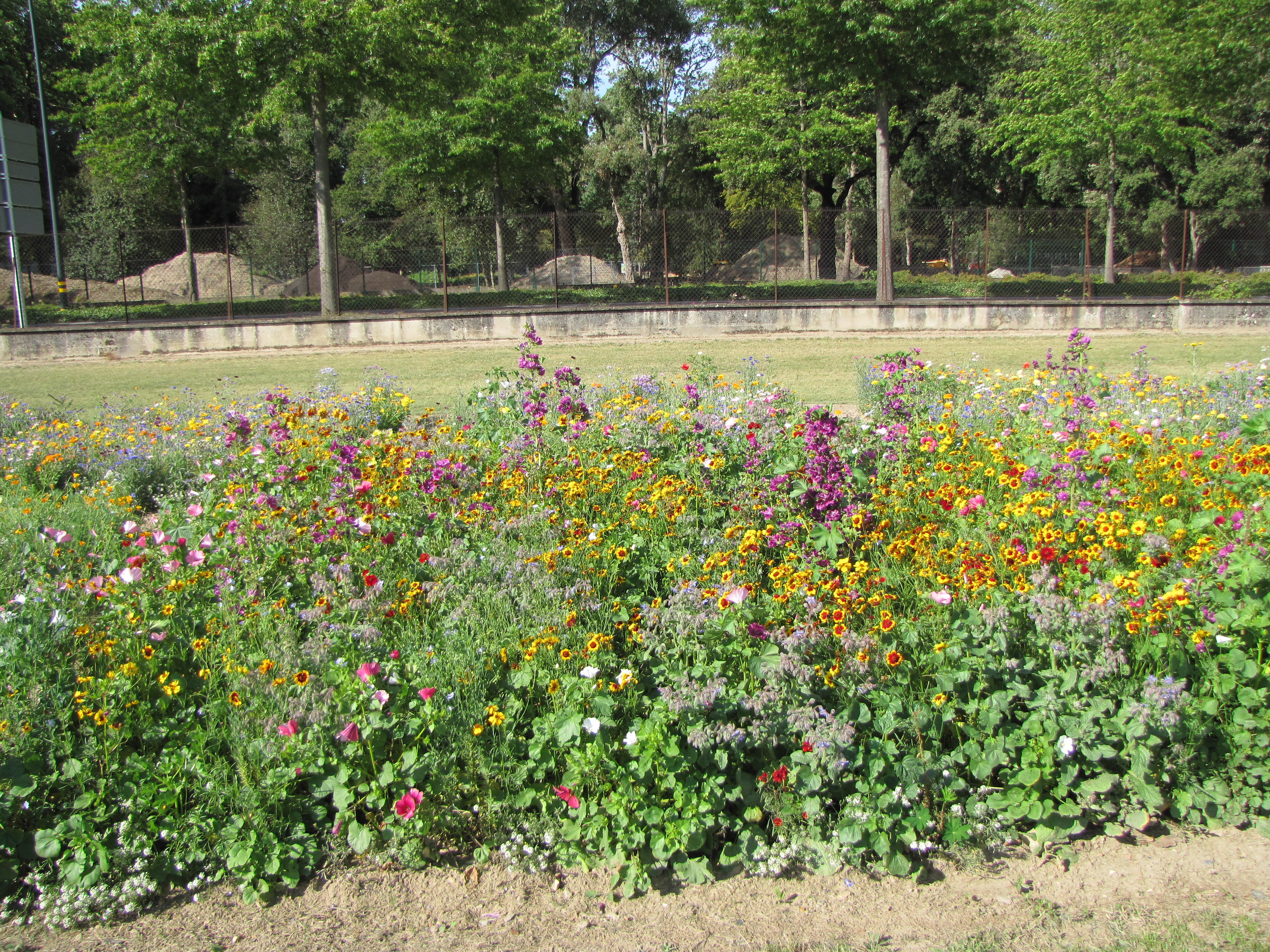 Blumenmischungen Feuchtgebiet