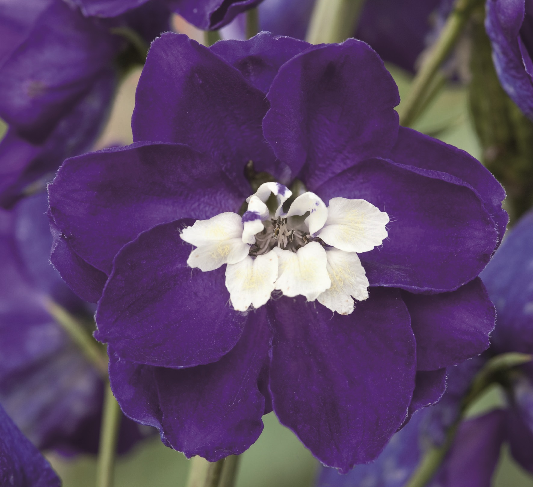 Delpinium grandiflorum  Magic Fountains Dunkelblau mit weißer Biene