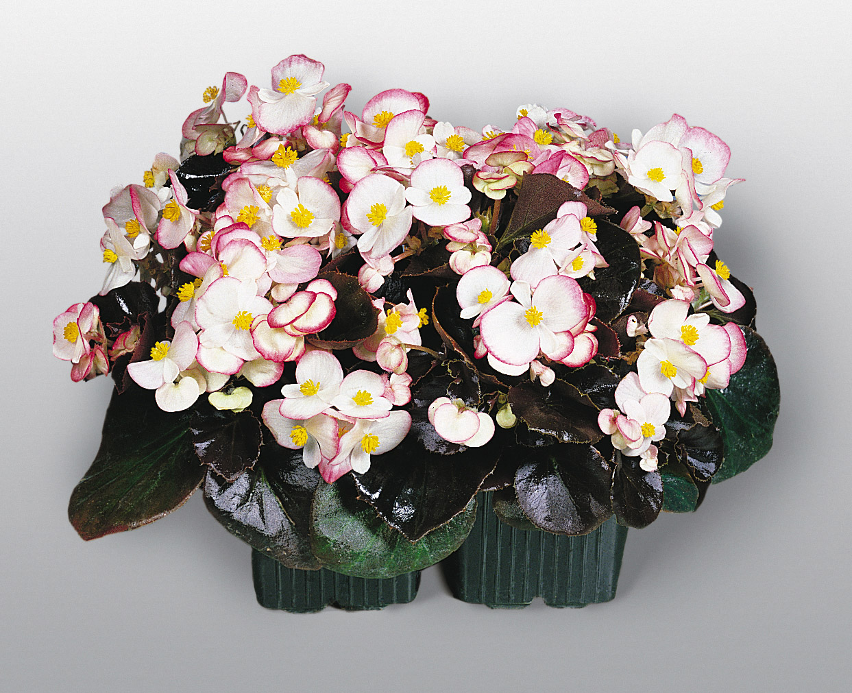 Begonia semperflorens F1 Rum, pilliert