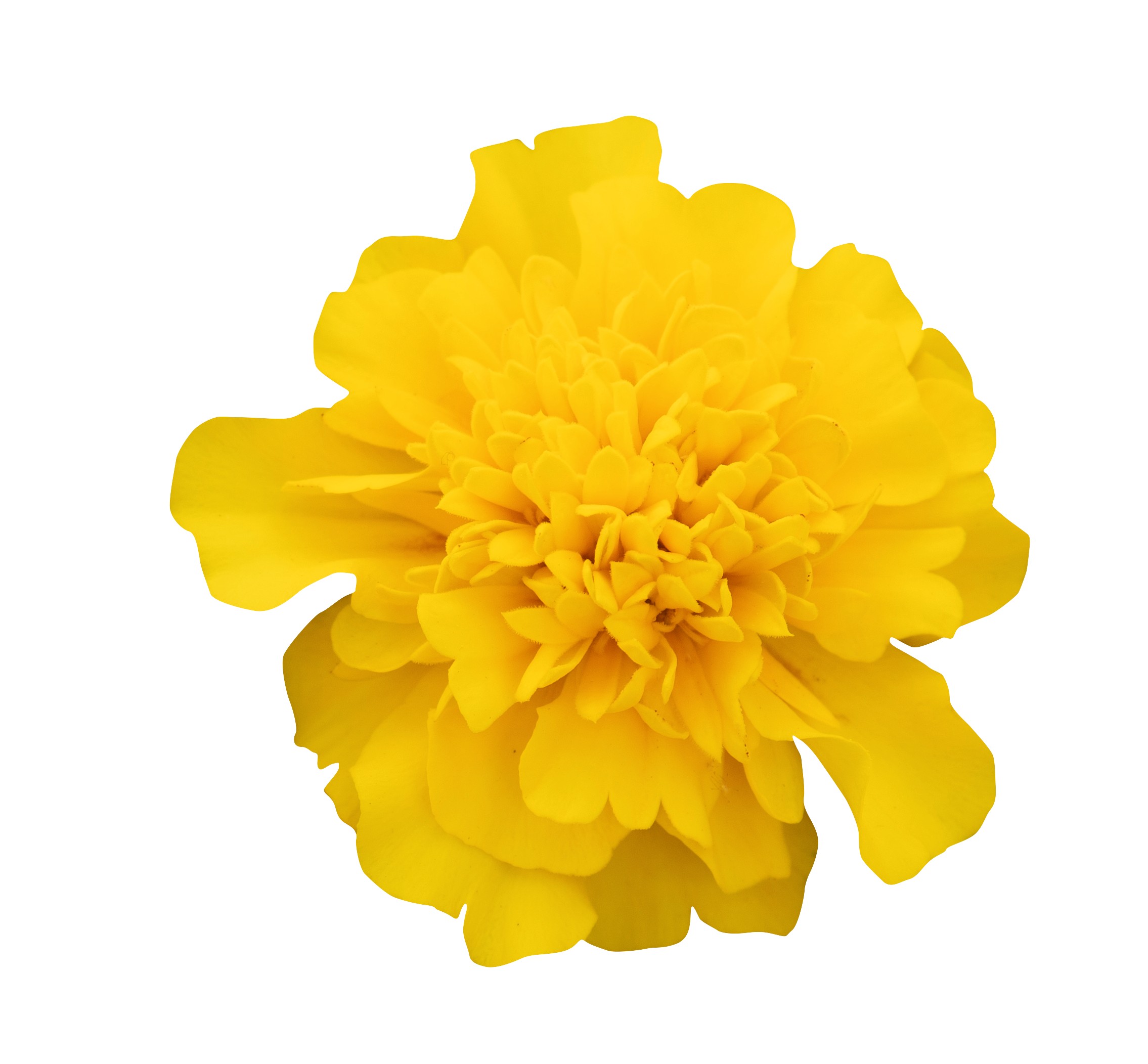 Tagetes patula Super Hero Gelb