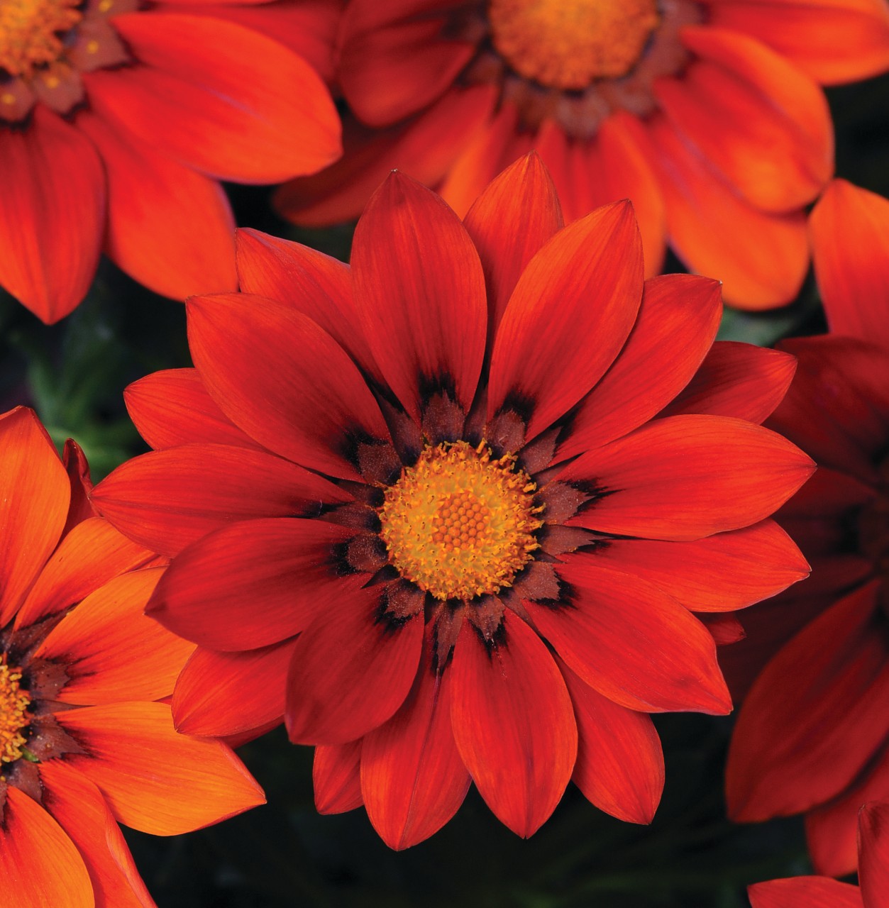 Gazania rigens F1 New Day Red Shades | 100 K | G096.1