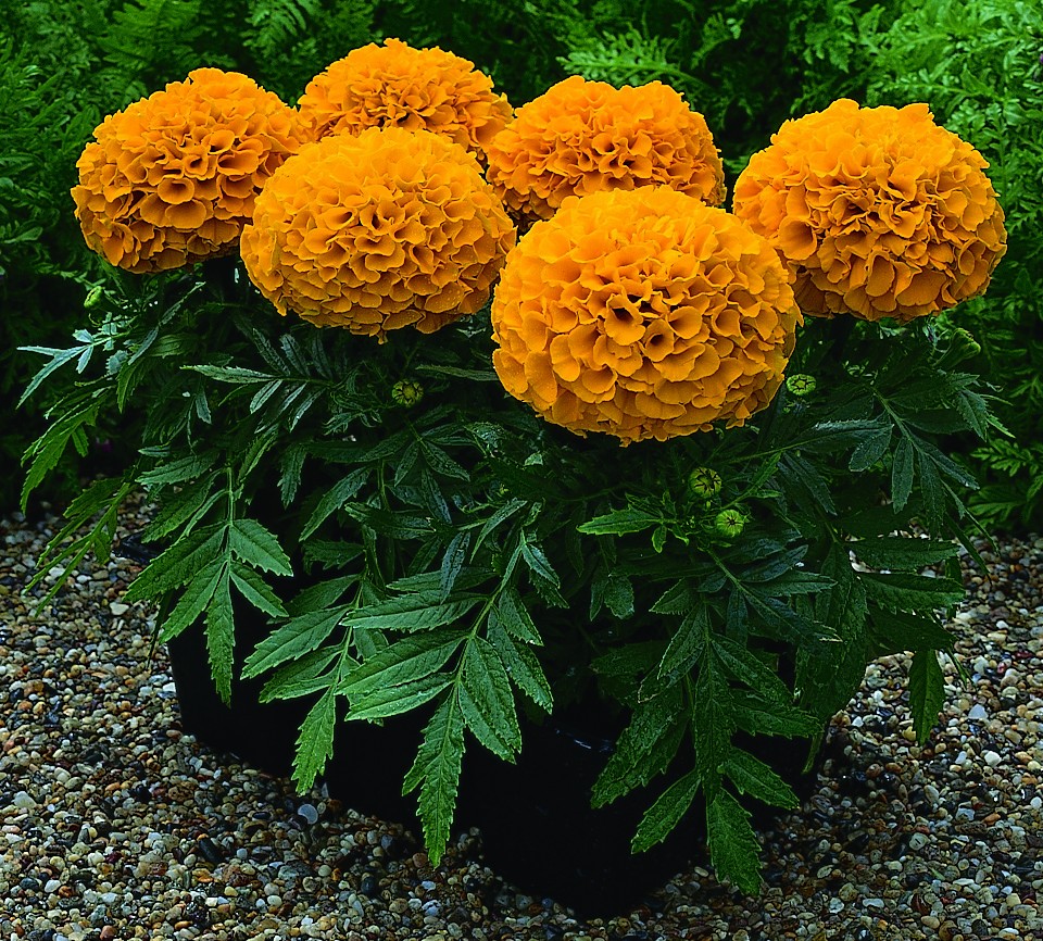Tagetes erecta F1 Antigua Orange | 100 K | T247.1