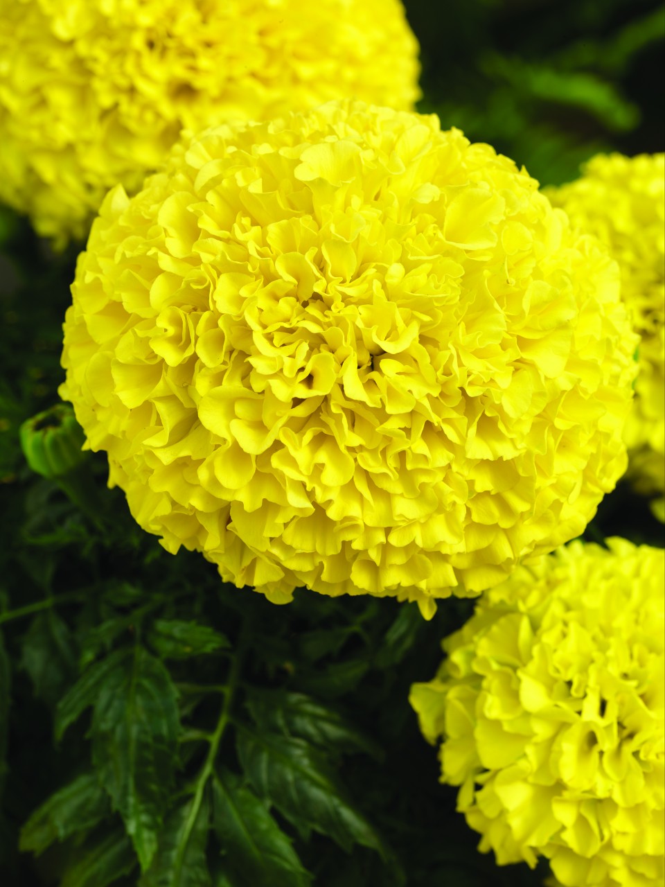 Tagetes erecta F1 Perfection Gelb | 250 K | T252S02