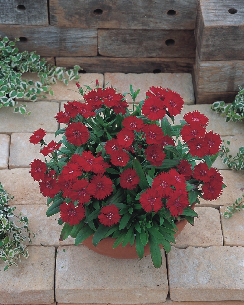 Dianthus chinensis F1 Telstar Crimson | 0,125 g | D903.1