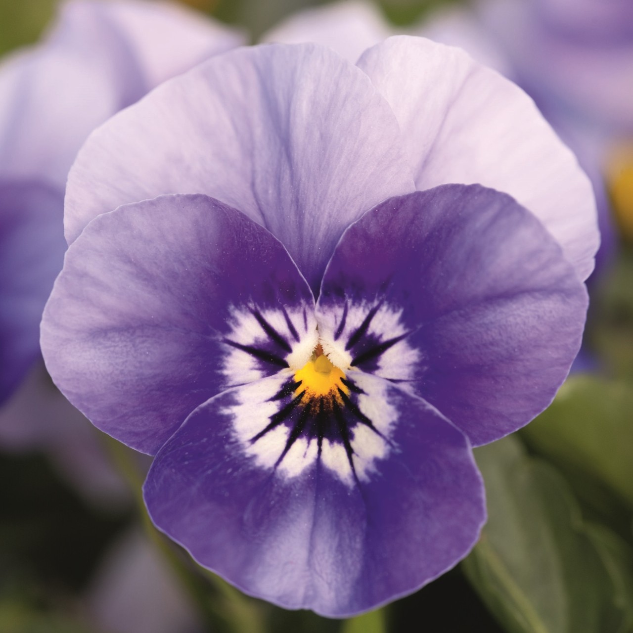 Viola cornuta F1 Admire Marina | 250 K | V473.1