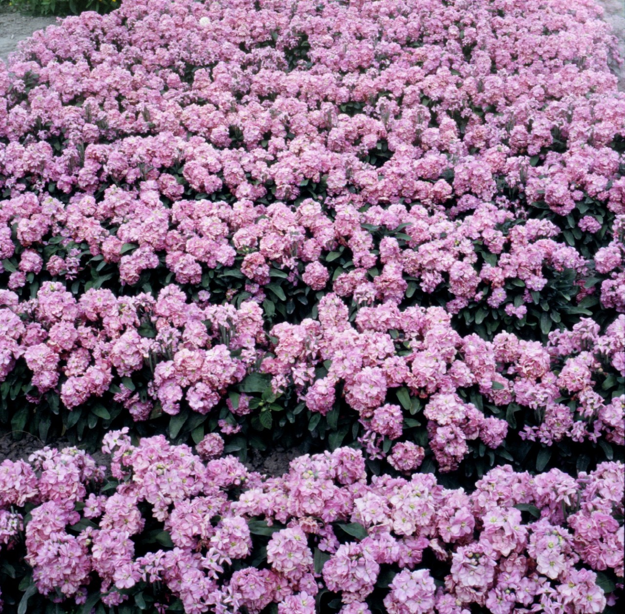 Matthiola incana Cinderella Hellrosa | 250 K | M072.1